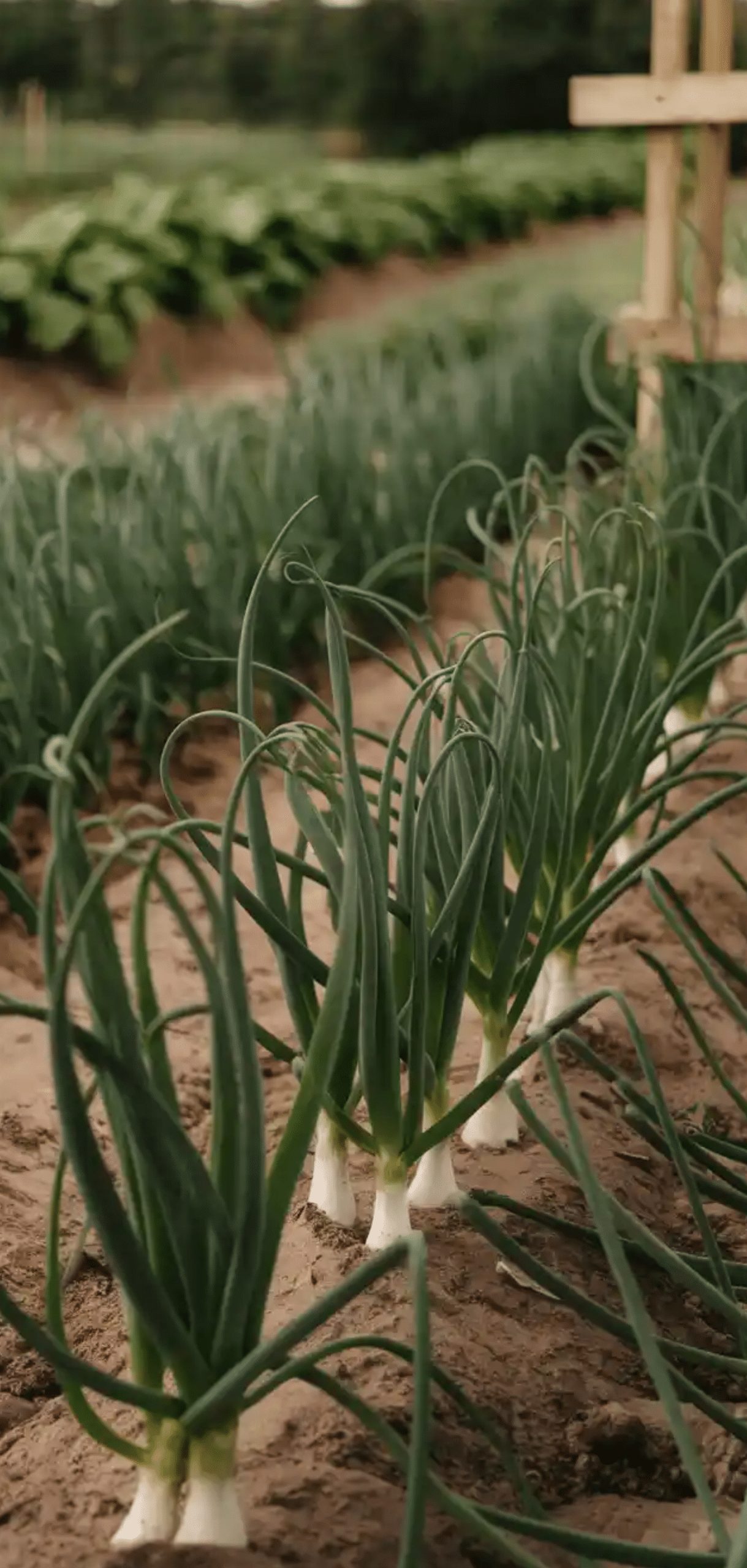 Plants to Grow in August for Fall Garden