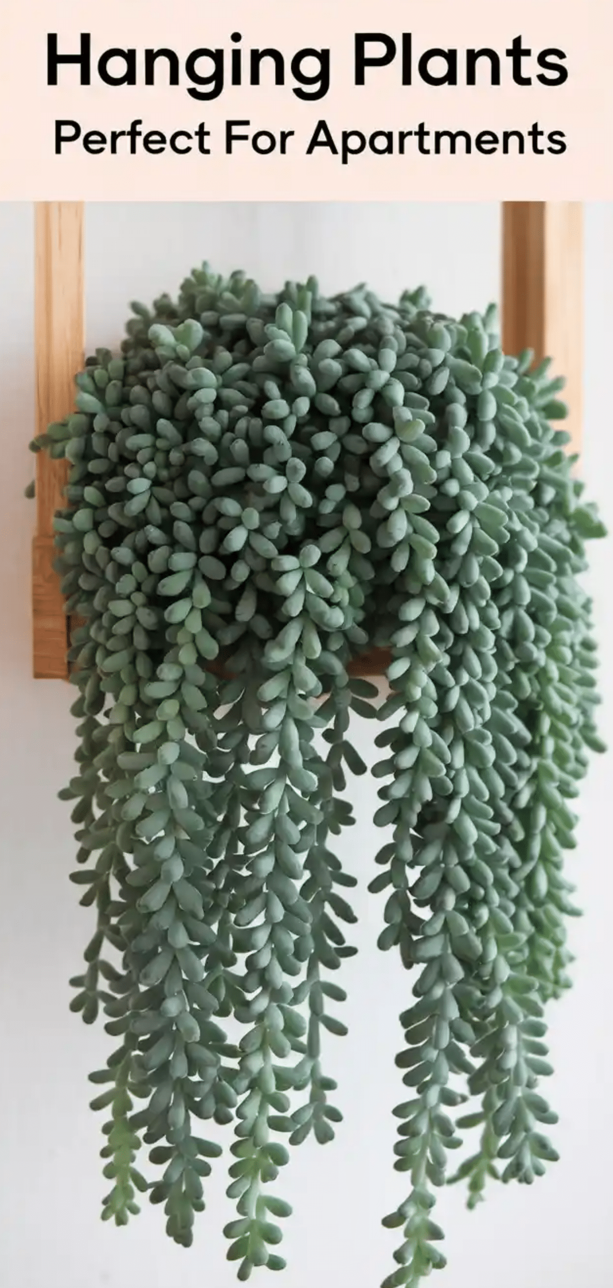 Hanging Plants Perfect For Apartments