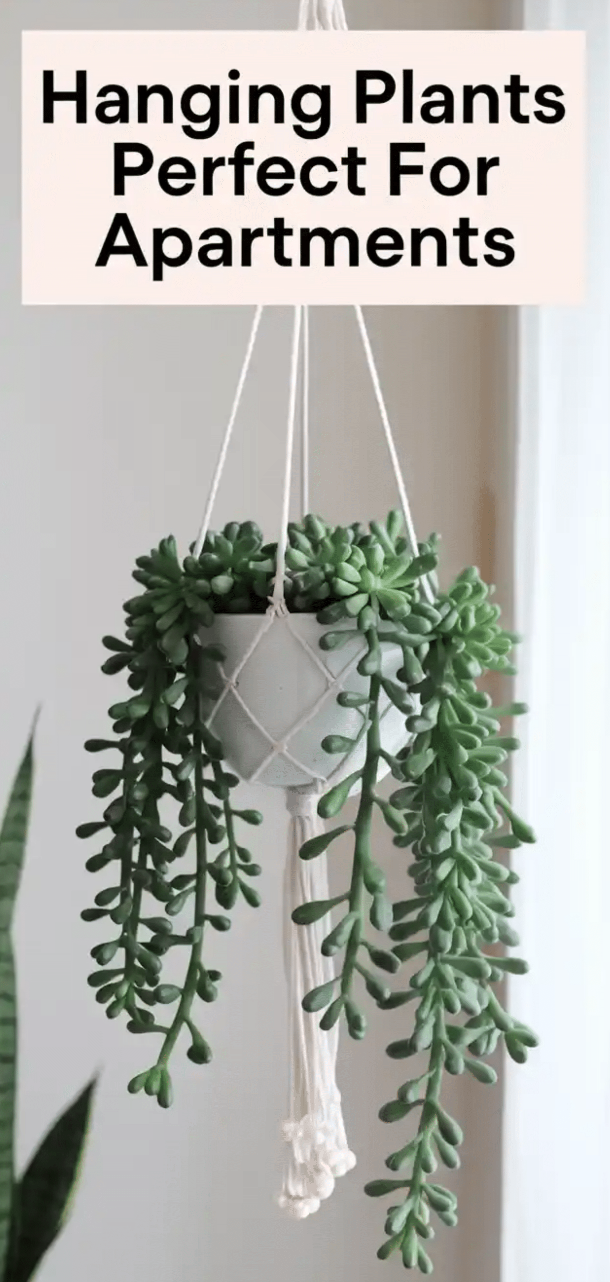 Hanging Plants Perfect For Apartments