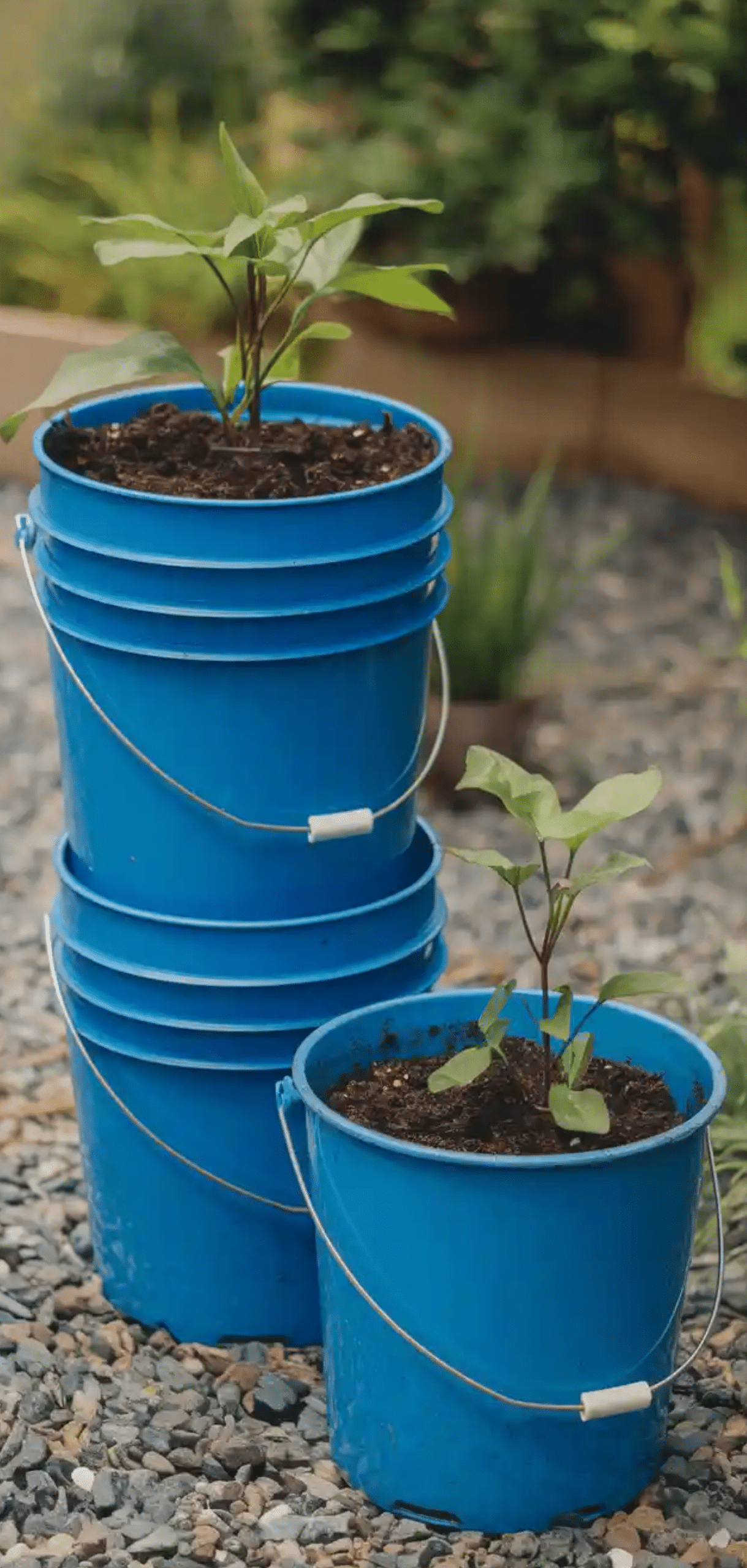 DIY Self-Watering Planters