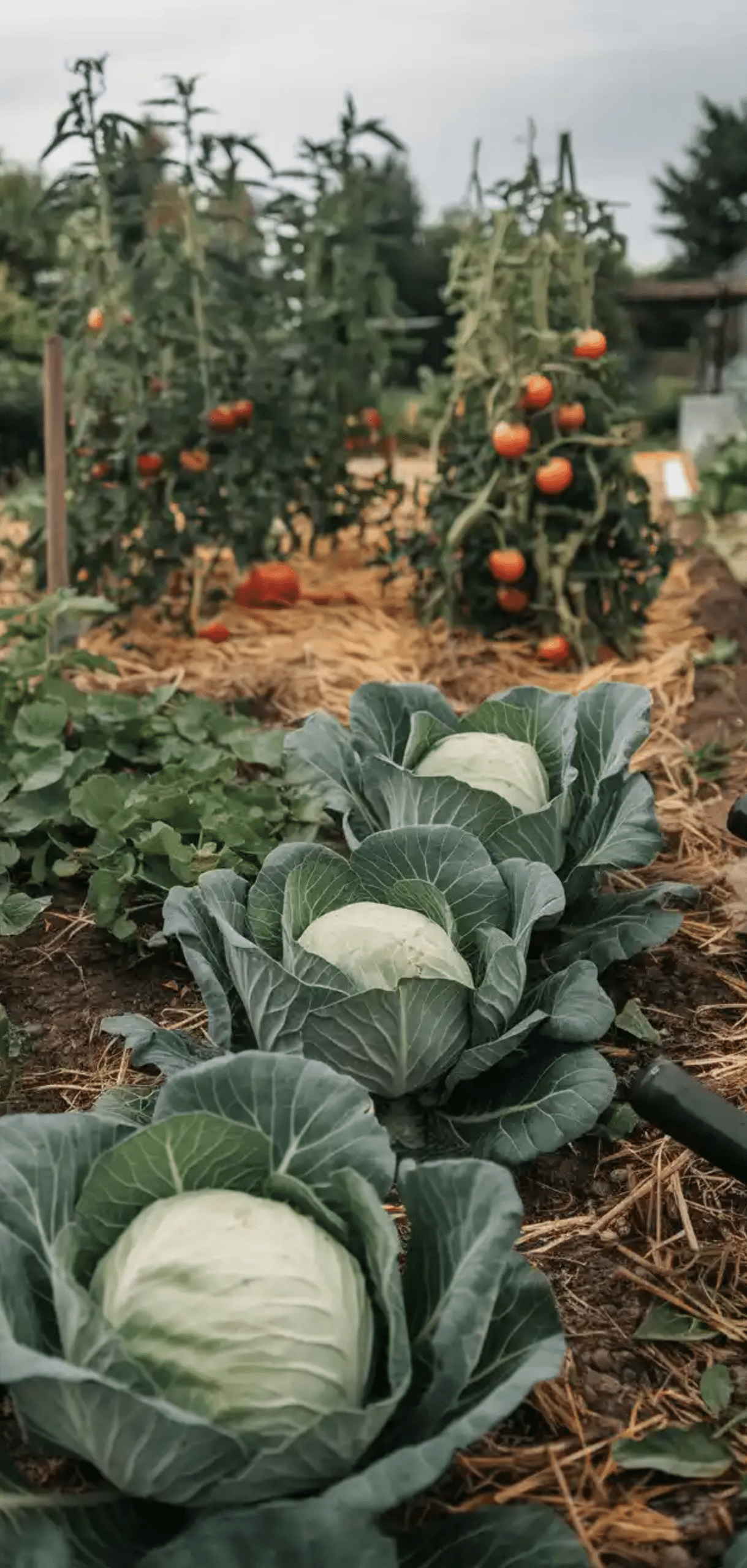 Plants to Grow in August for Fall Garden