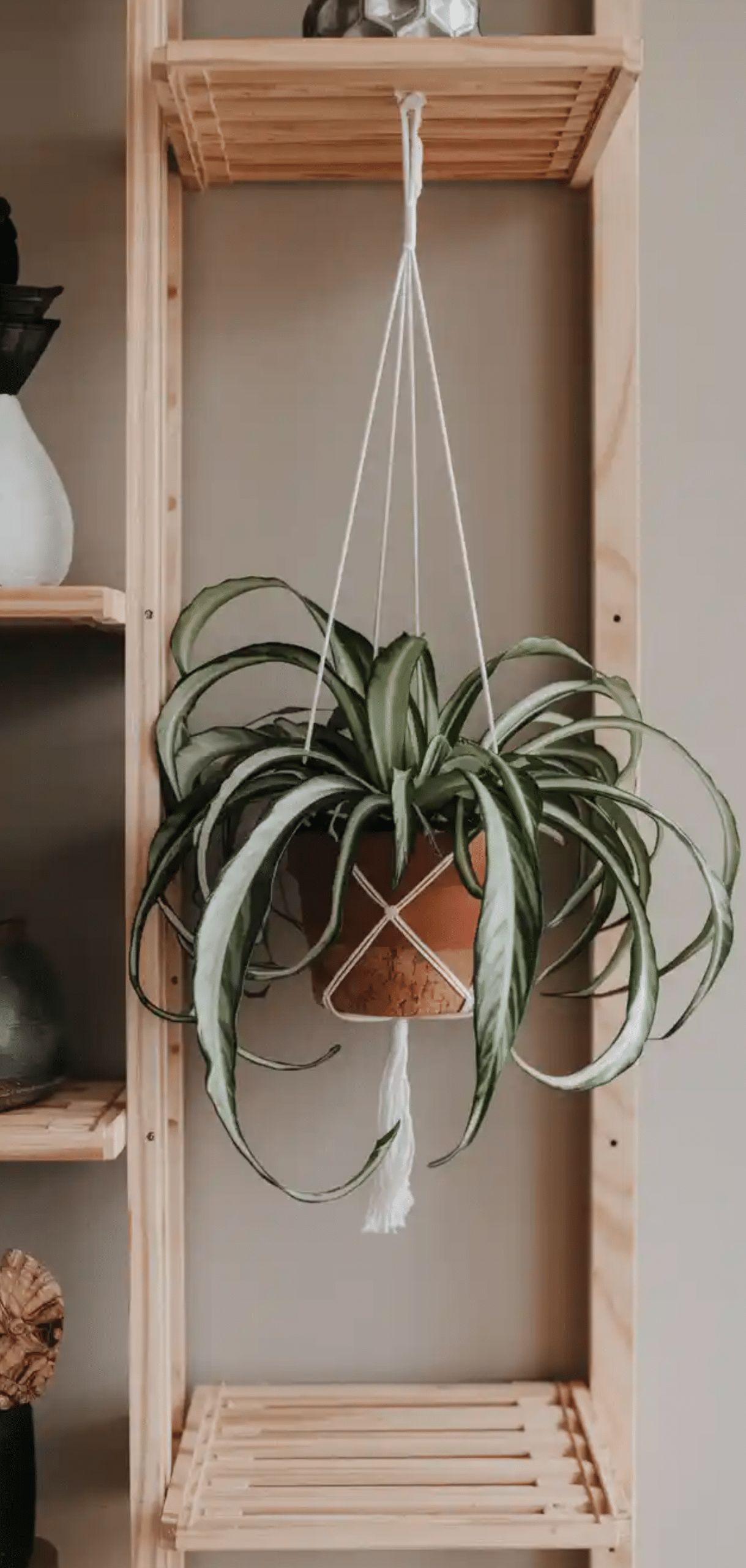 Hanging Plants Perfect For Apartments