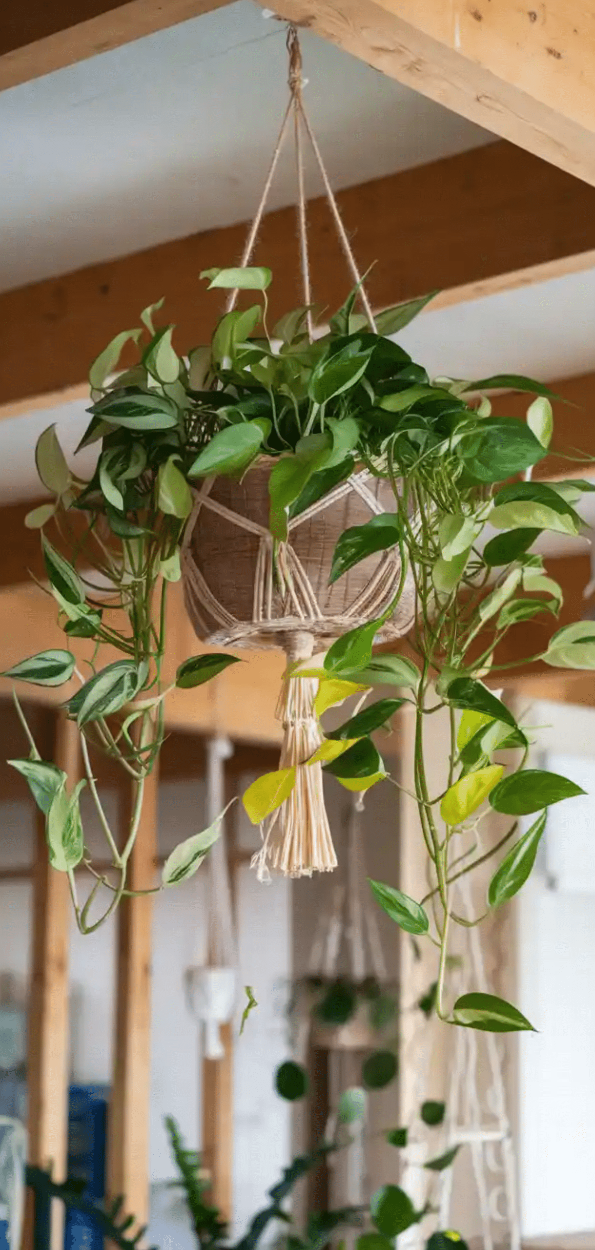 Pothos