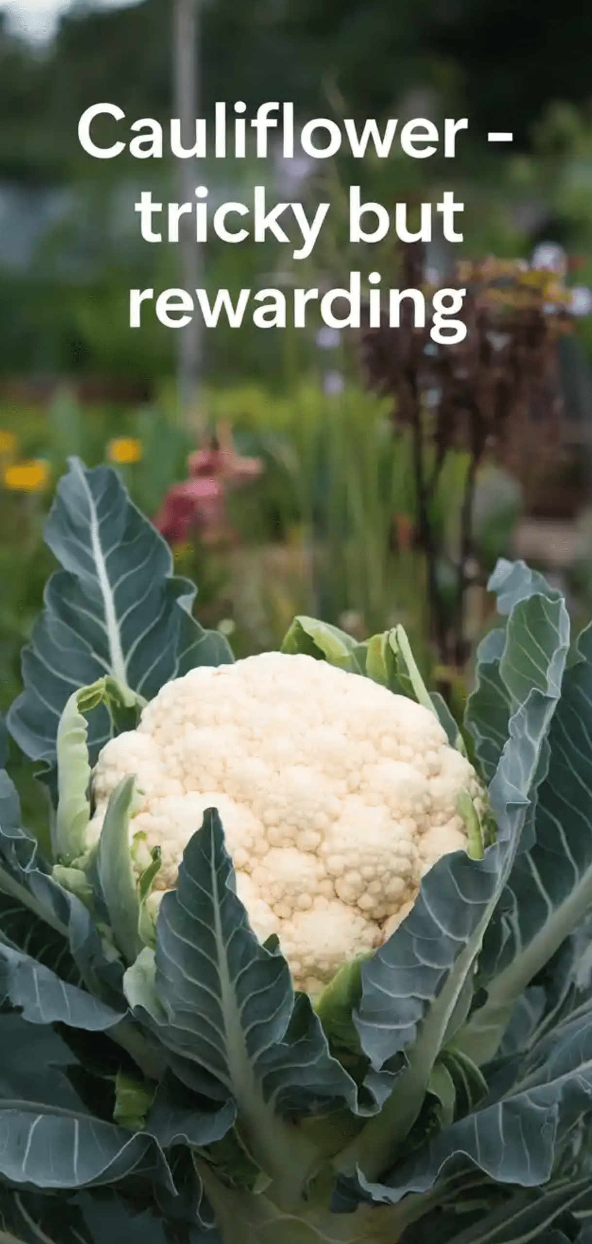 Plants to Grow in August for Fall Garden