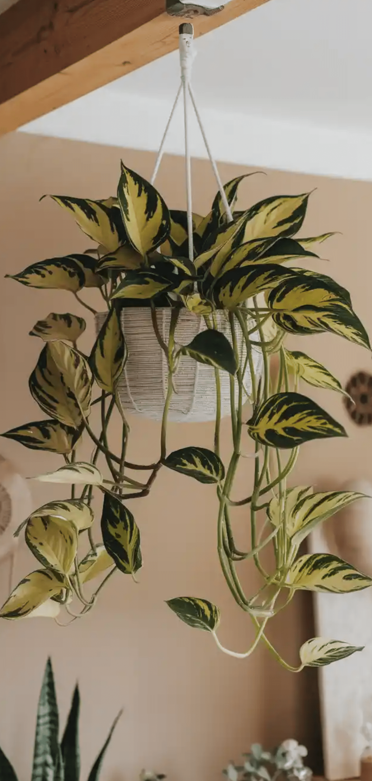 Hanging Plants Perfect For Apartments