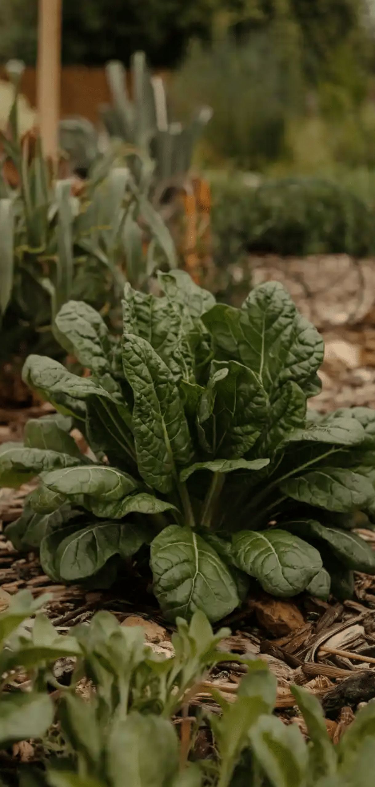 Plants to Grow in August for Fall Garden