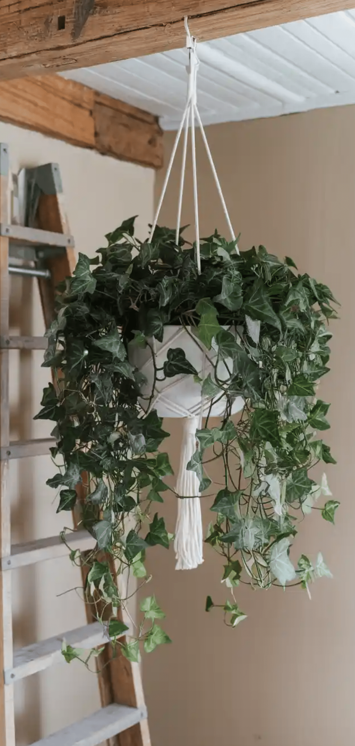 Hanging Plants Perfect For Apartments