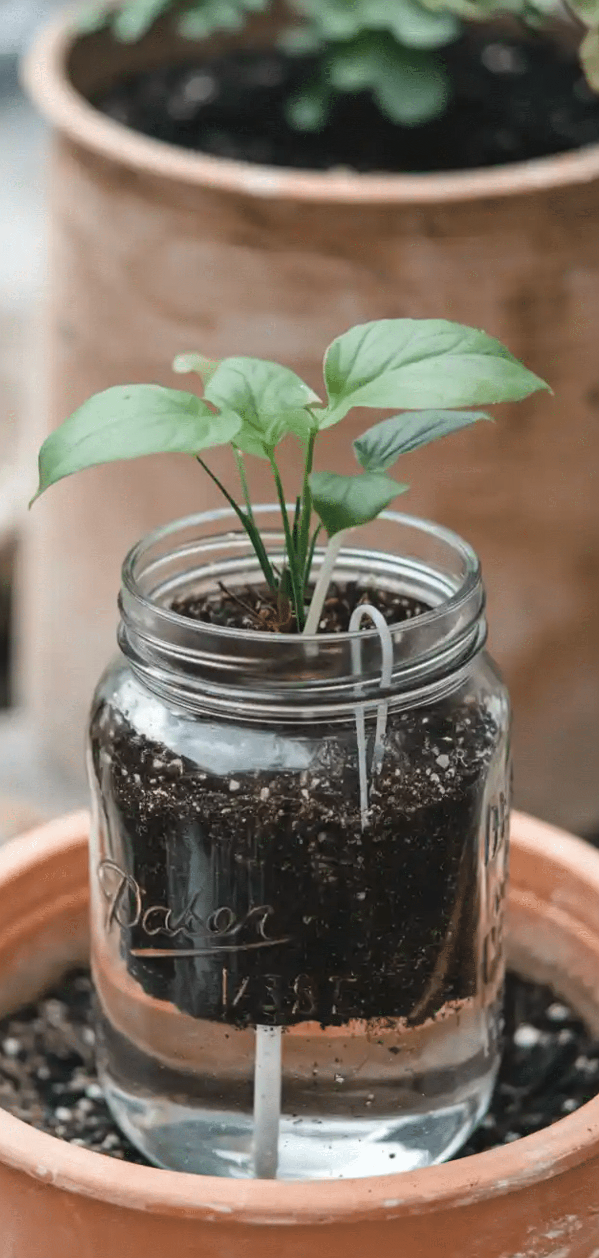 DIY Self-Watering Planters