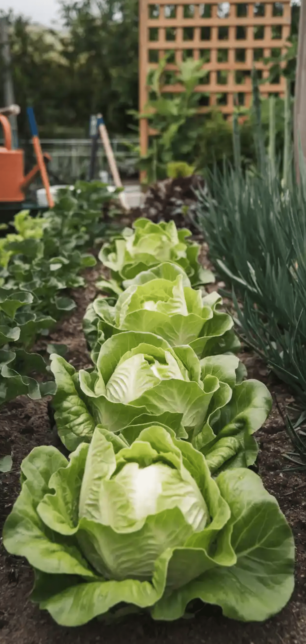 Plants to Grow in August for Fall Garden