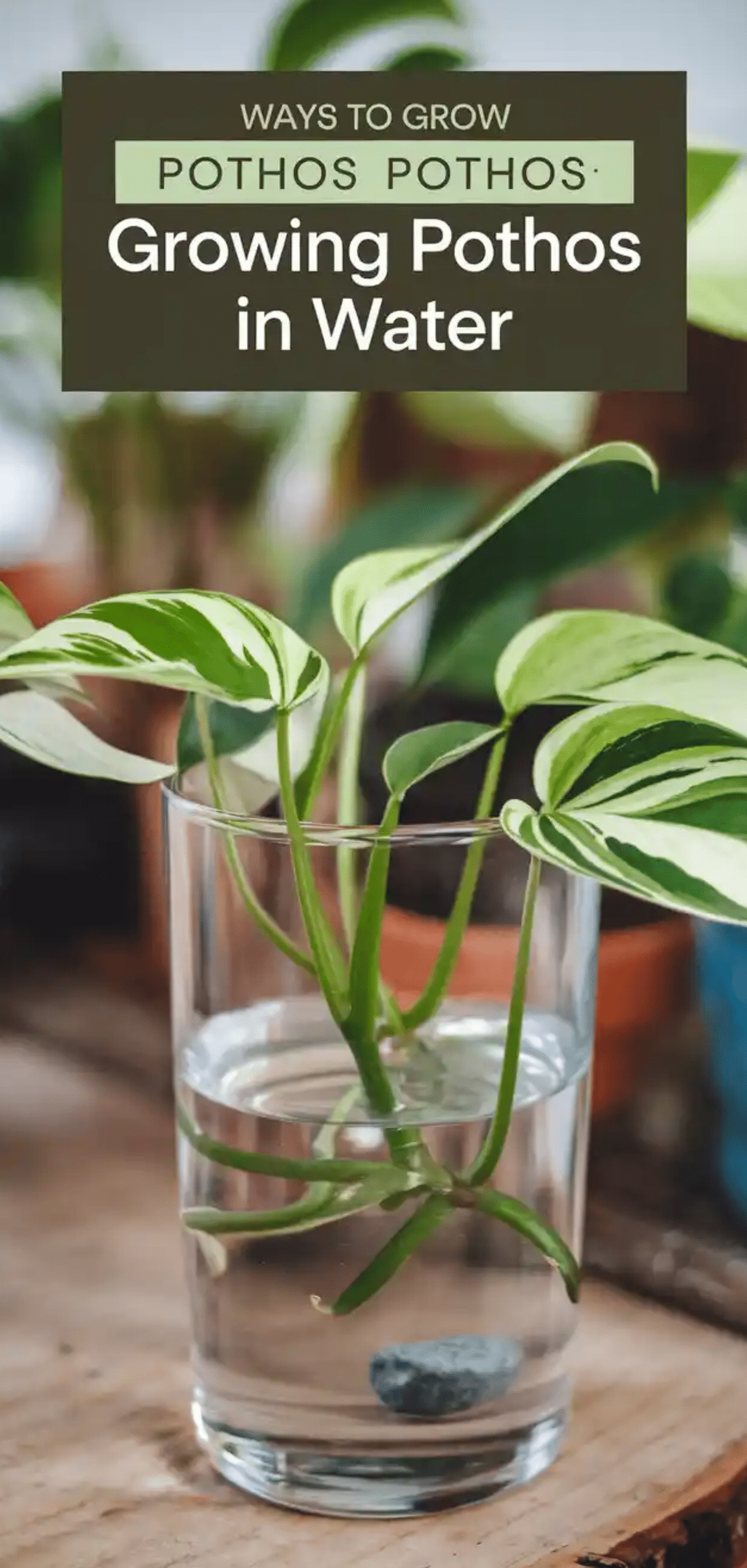 Pothos