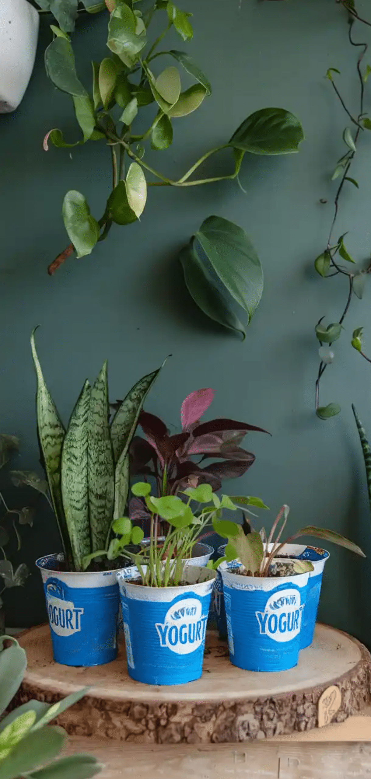 DIY Self-Watering Planters