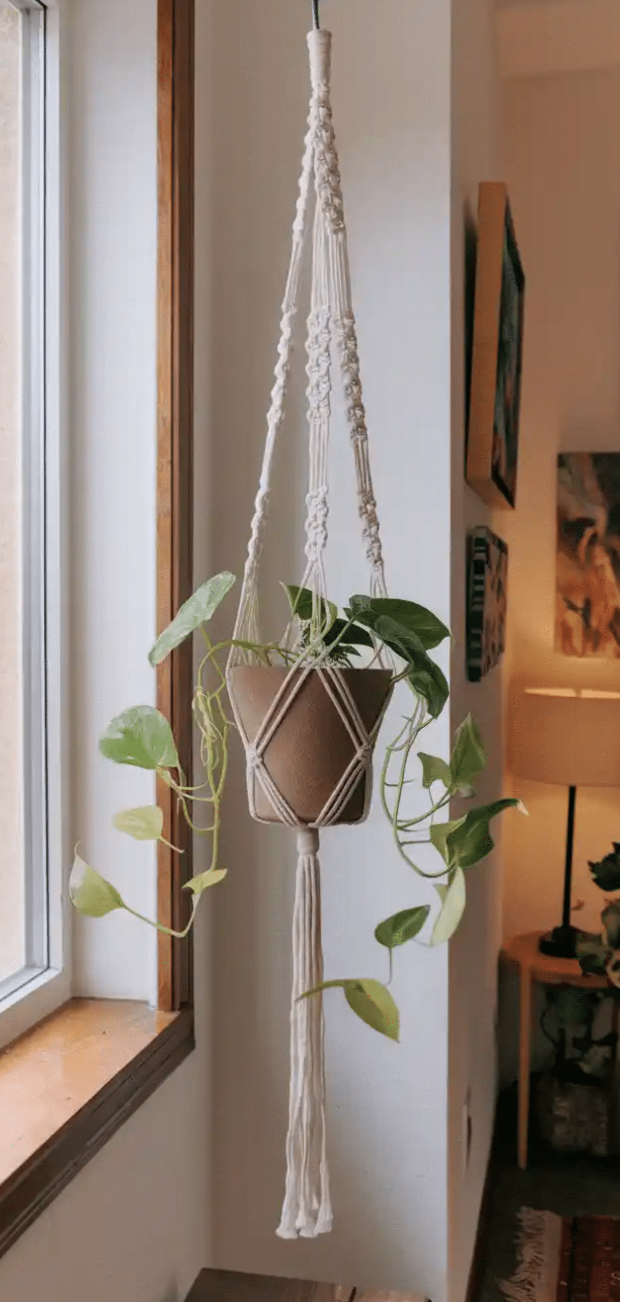 Pothos