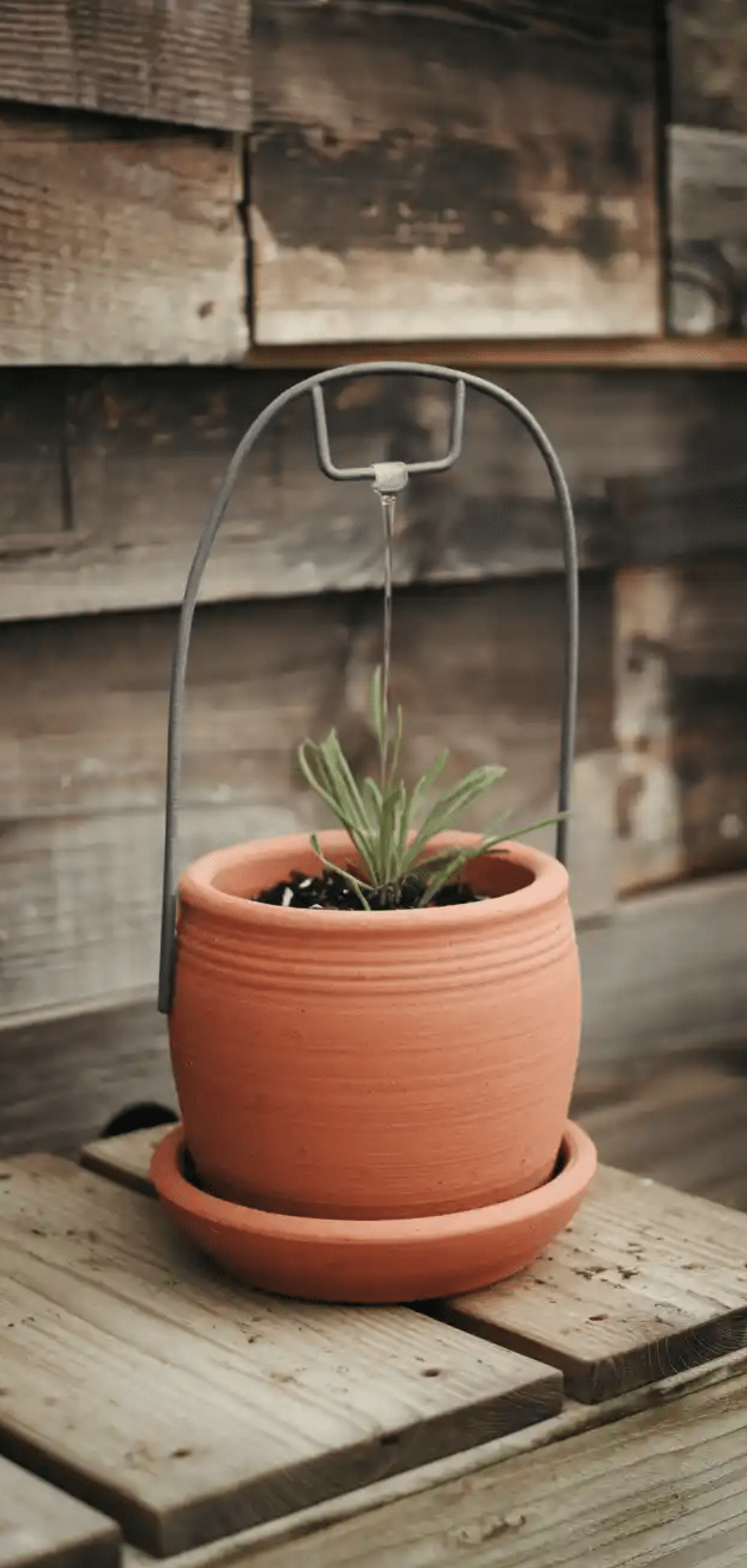 DIY Self-Watering Planters