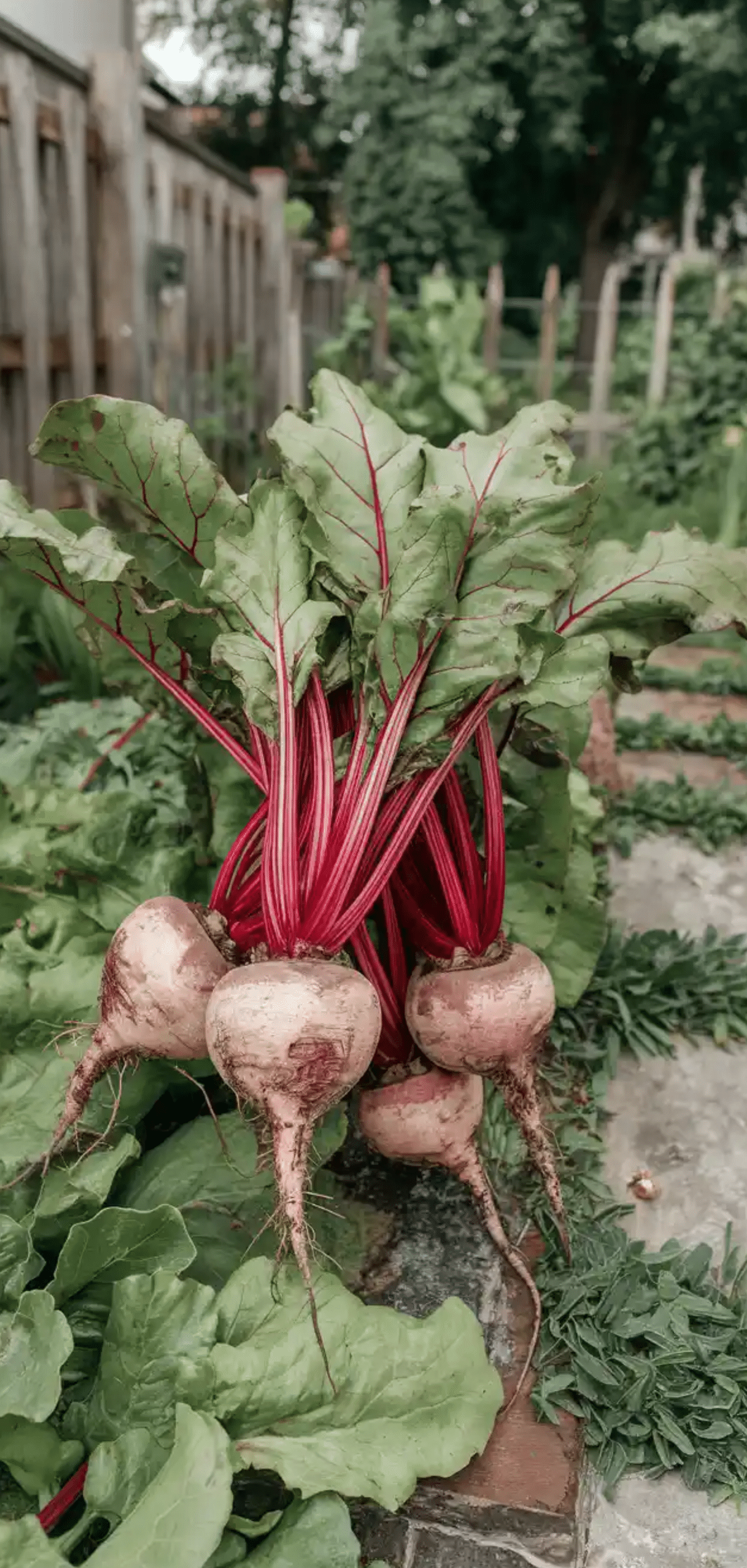 Plants to Grow in August for Fall Garden