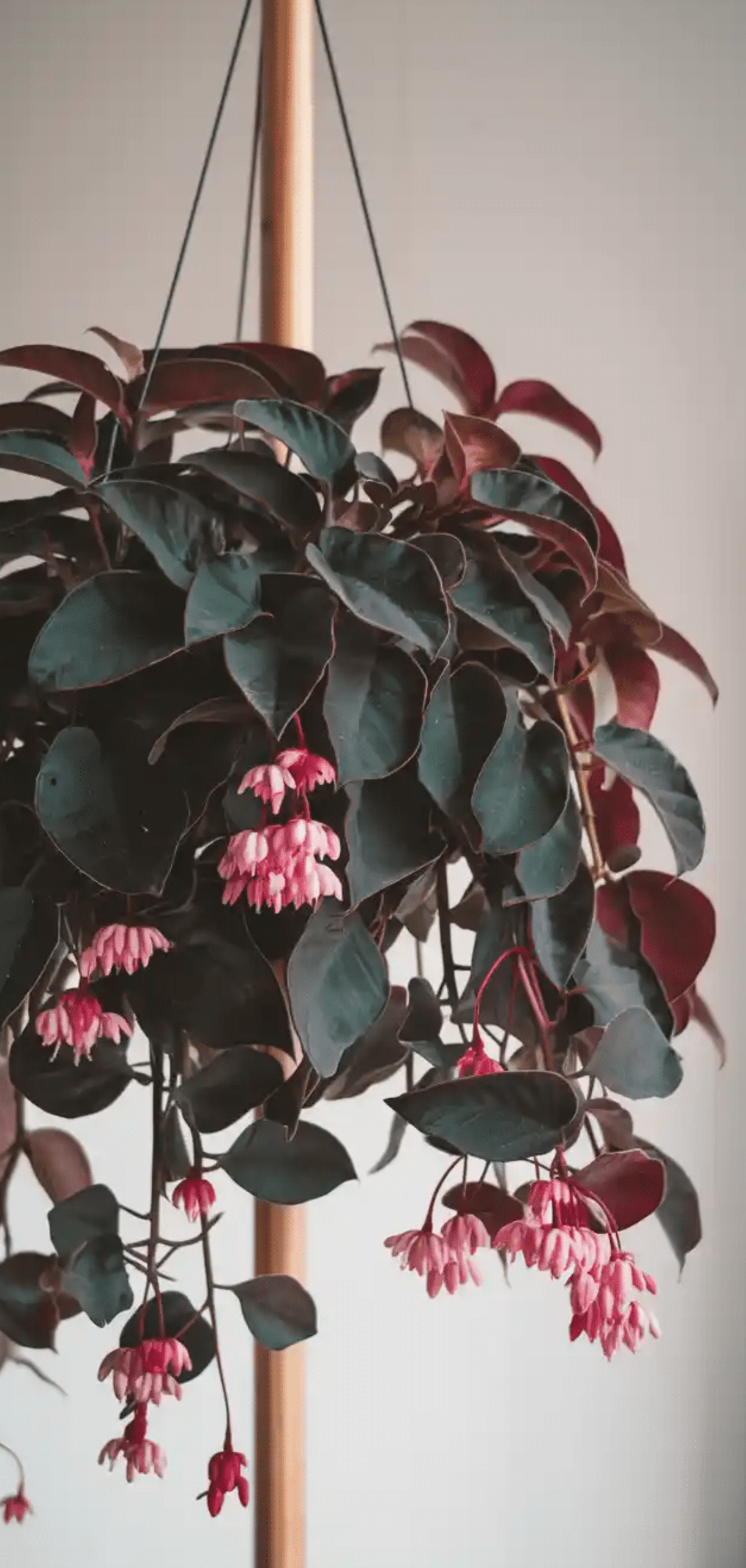 Hanging Plants Perfect For Apartments