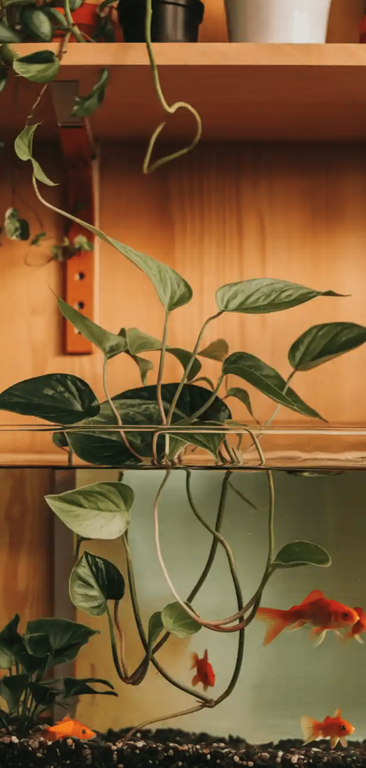 Pothos