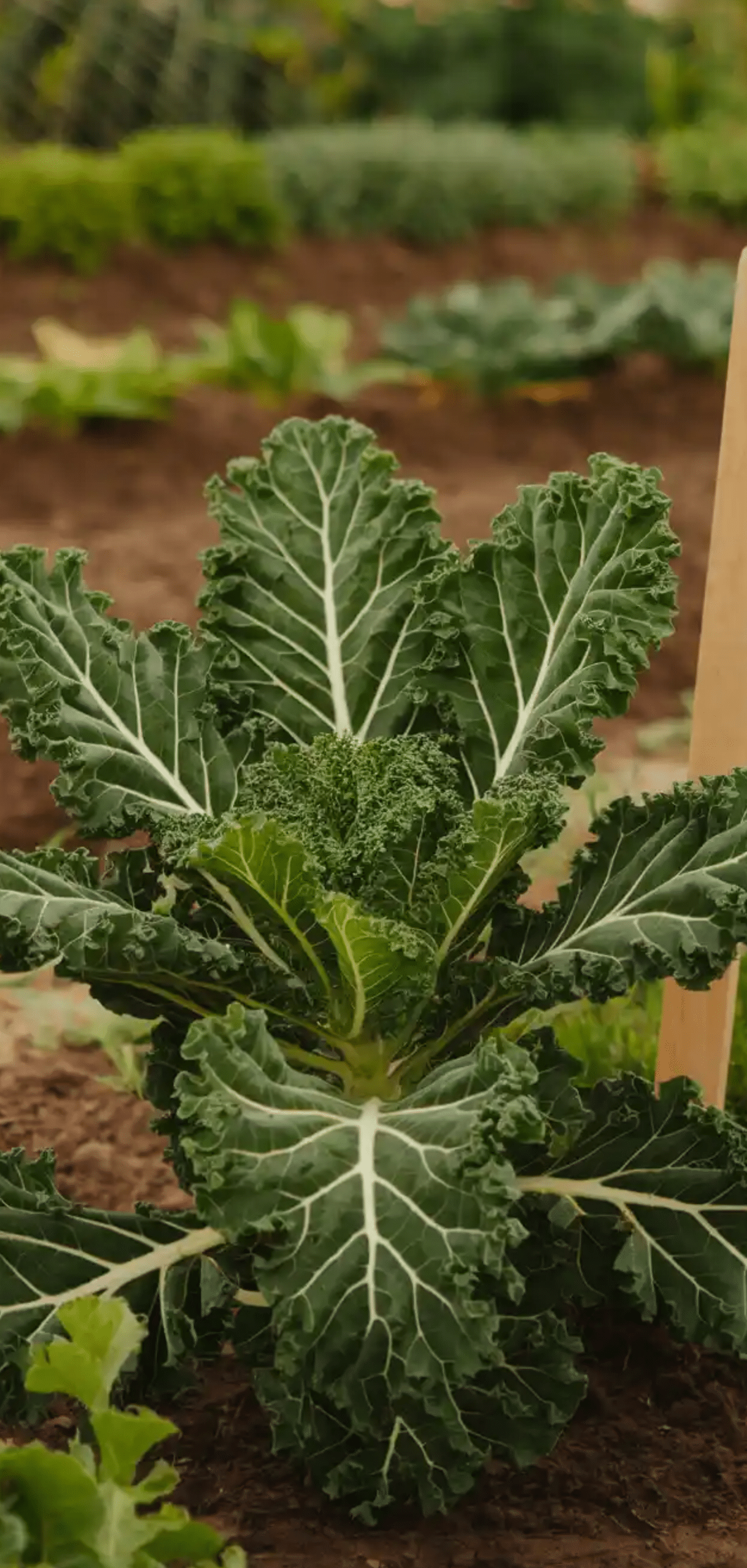Plants to Grow in August for Fall Garden