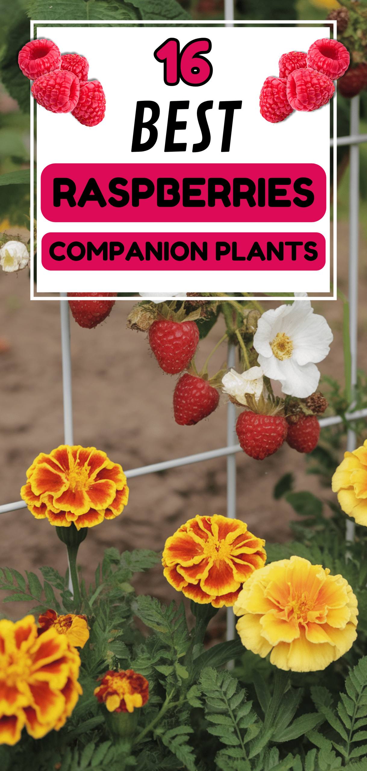 Best Raspberries Companion Plants