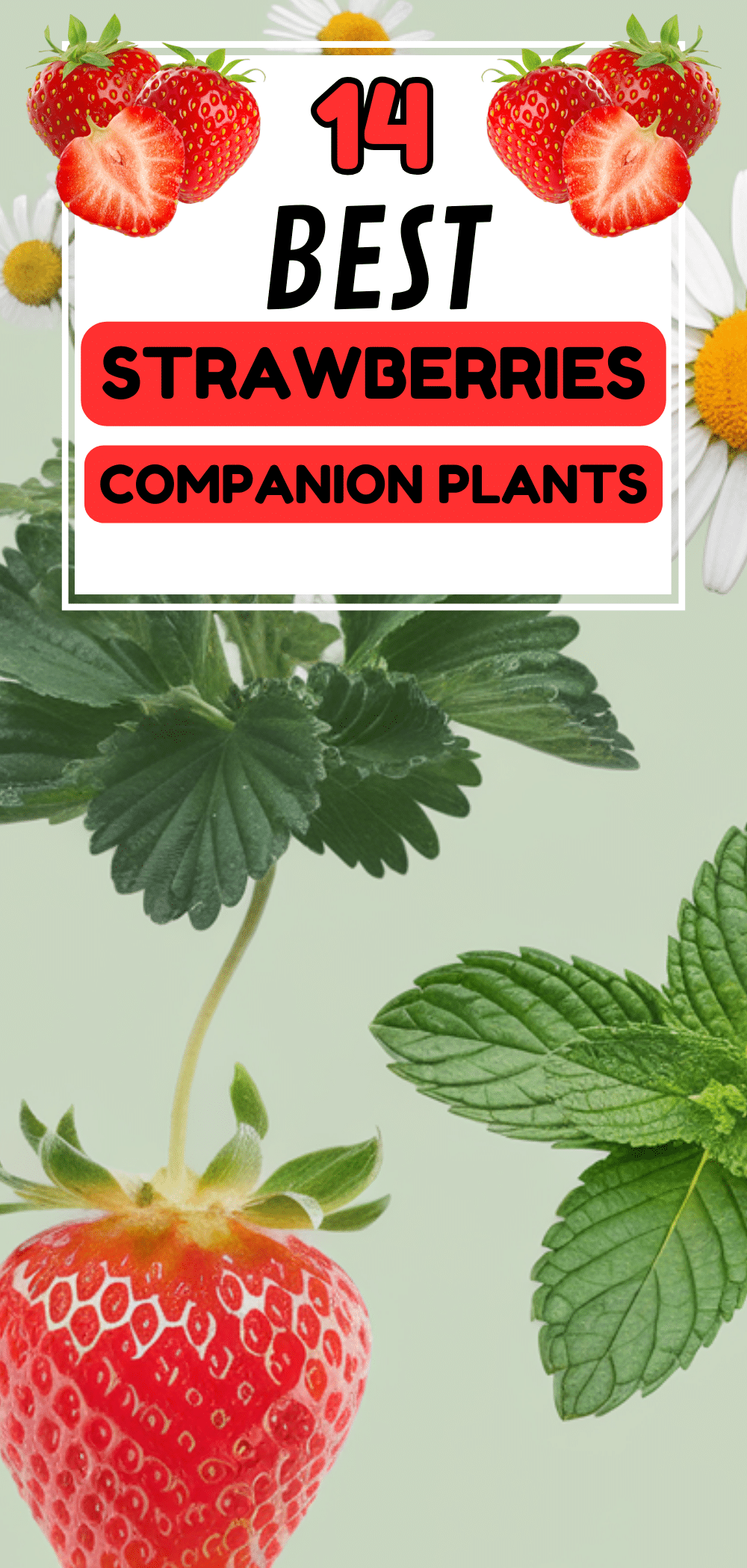 Best Strawberries Companion Plants