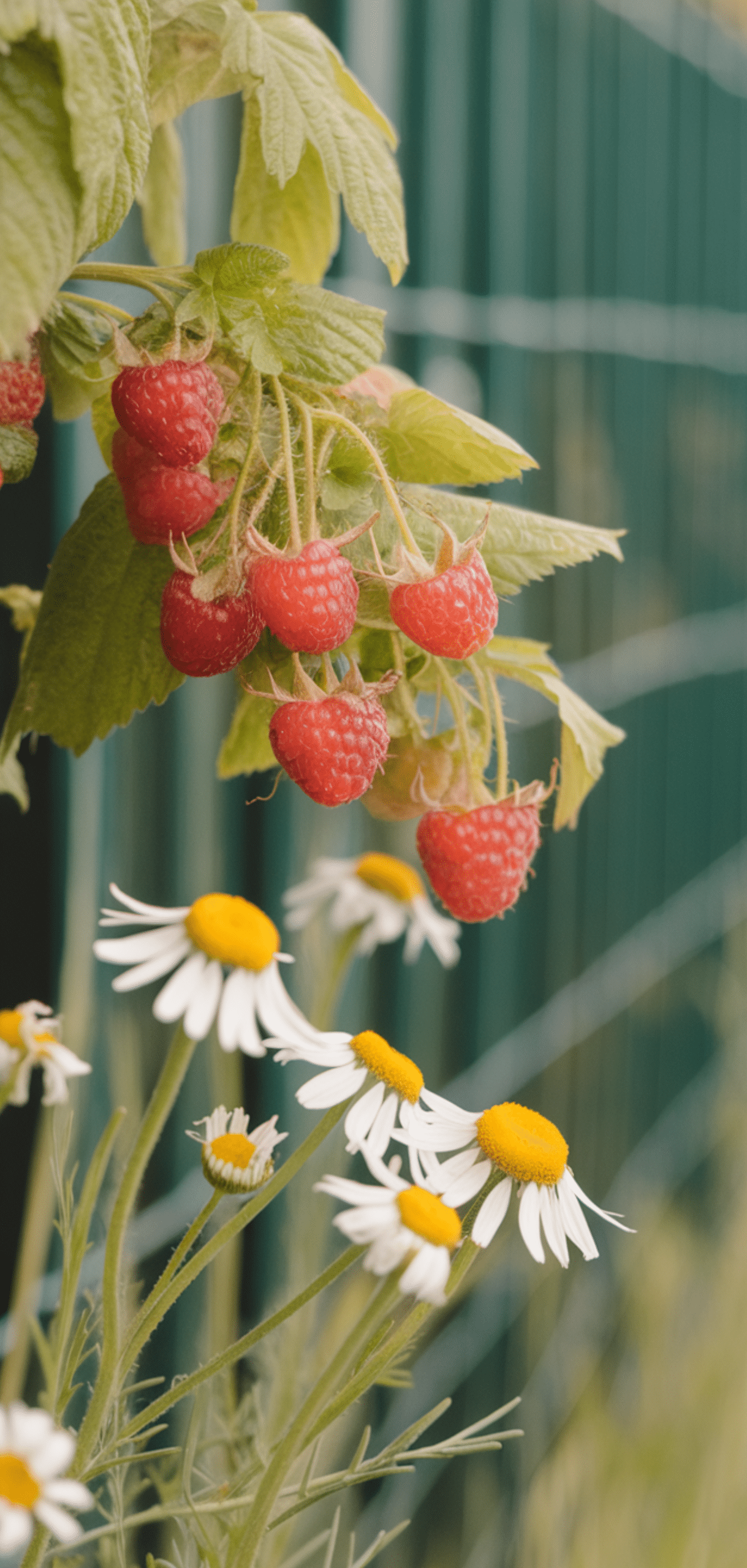Best Raspberries Companion Plants
