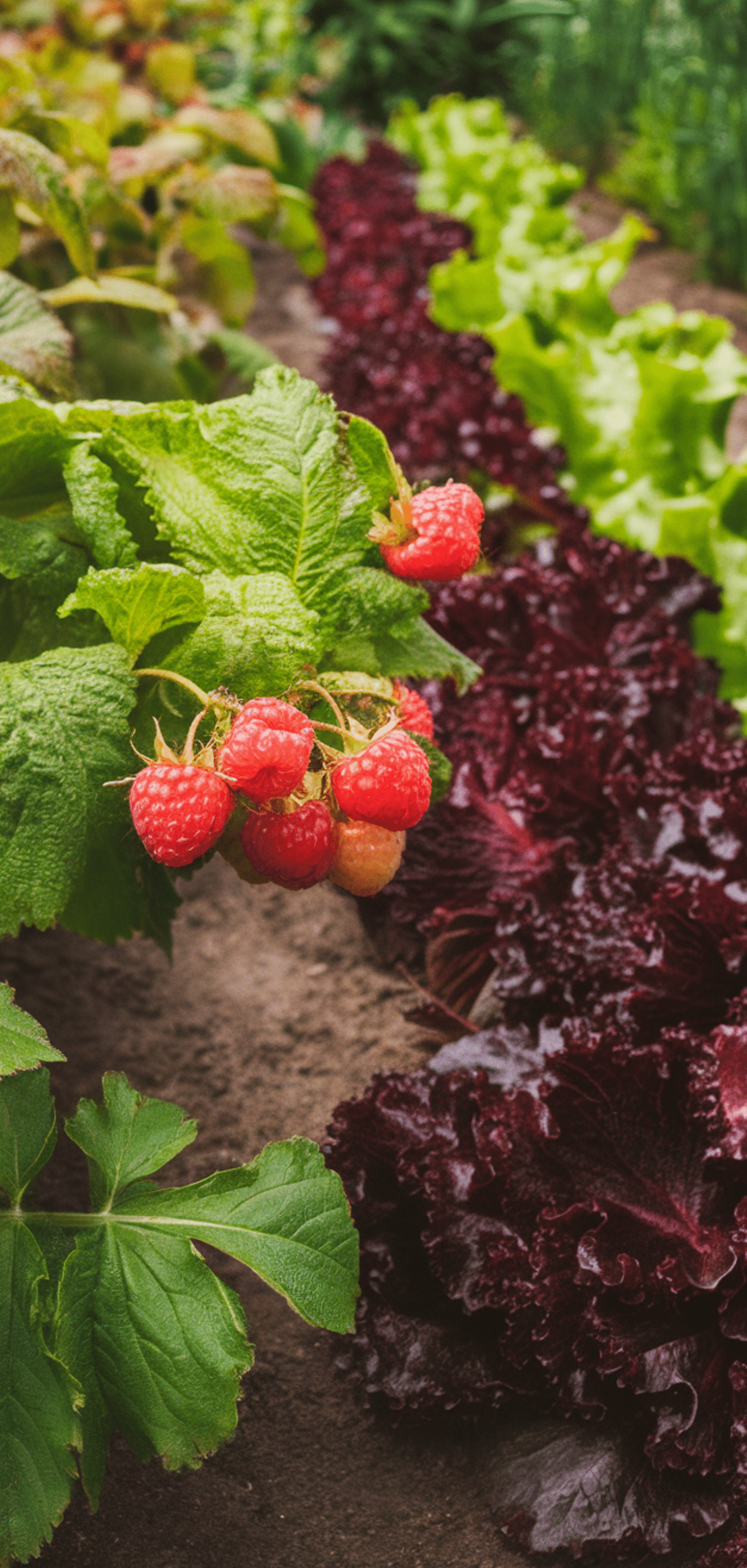 Best Raspberries Companion Plants