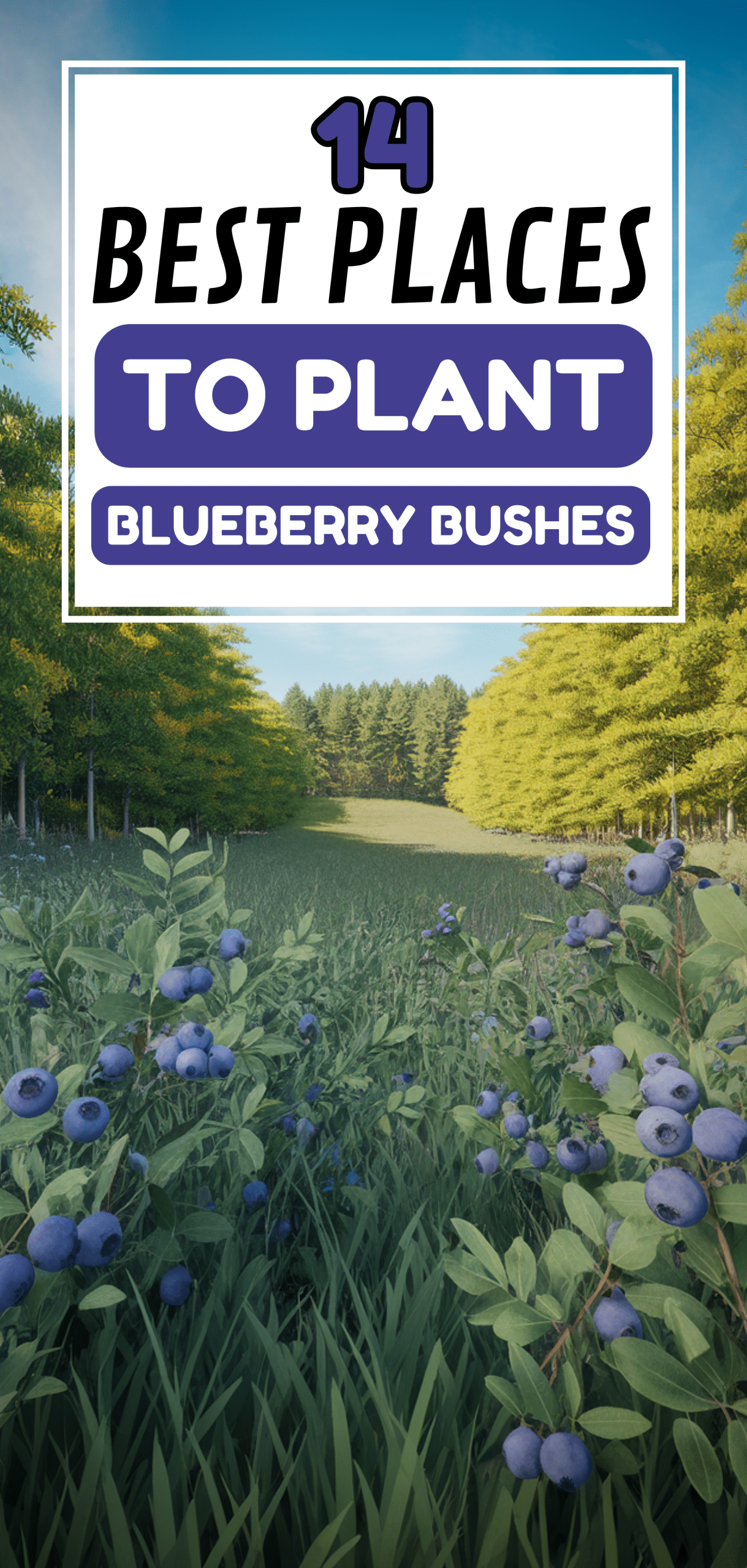 Best Places to Plant Blueberry Bushes
