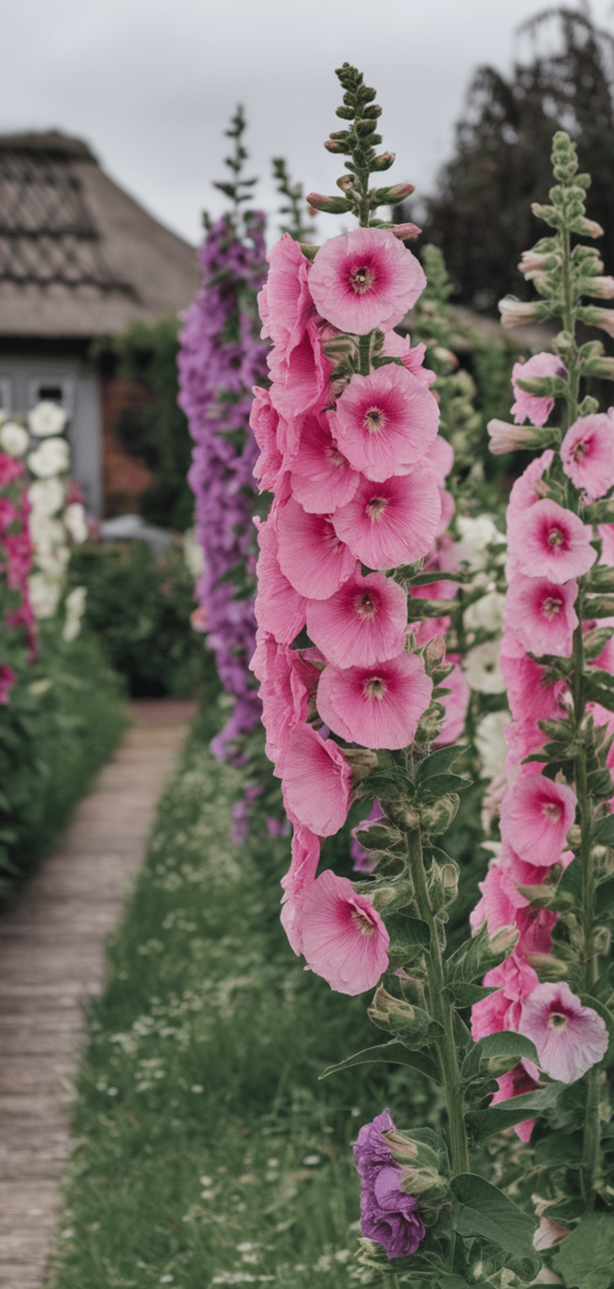 Easy Cottage Garden Flowers Ideas