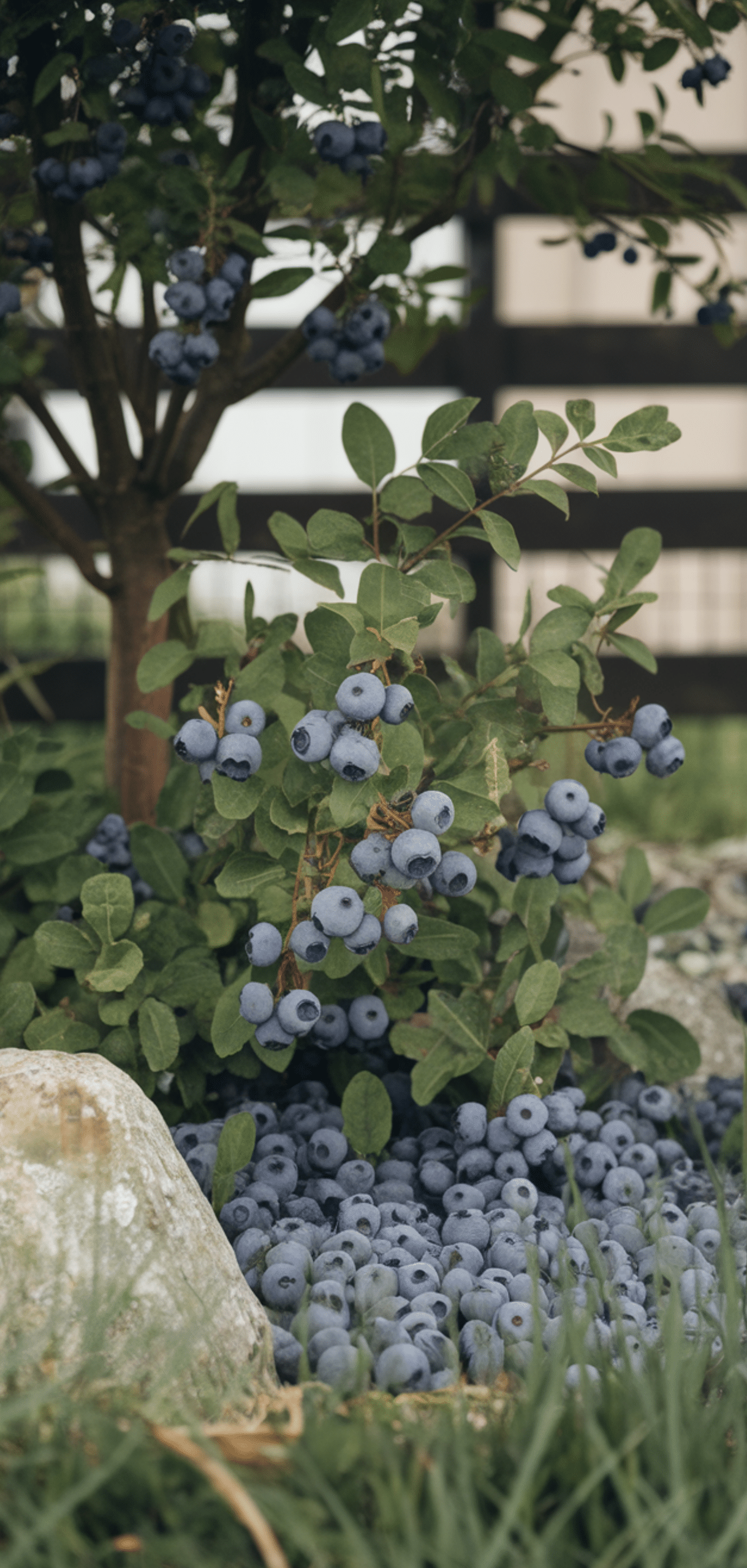 Best Places to Plant Blueberry Bushes