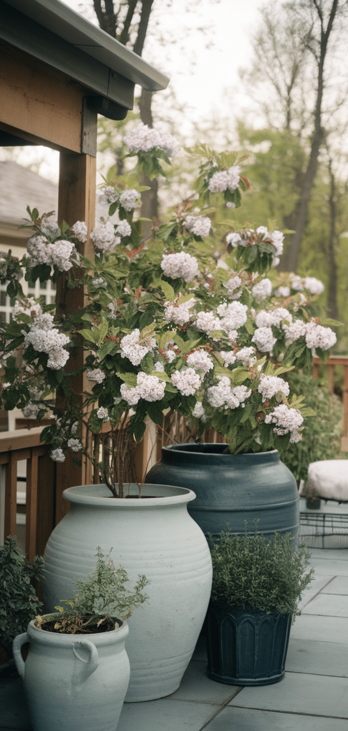 Best Places to Plant Blueberry Bushes