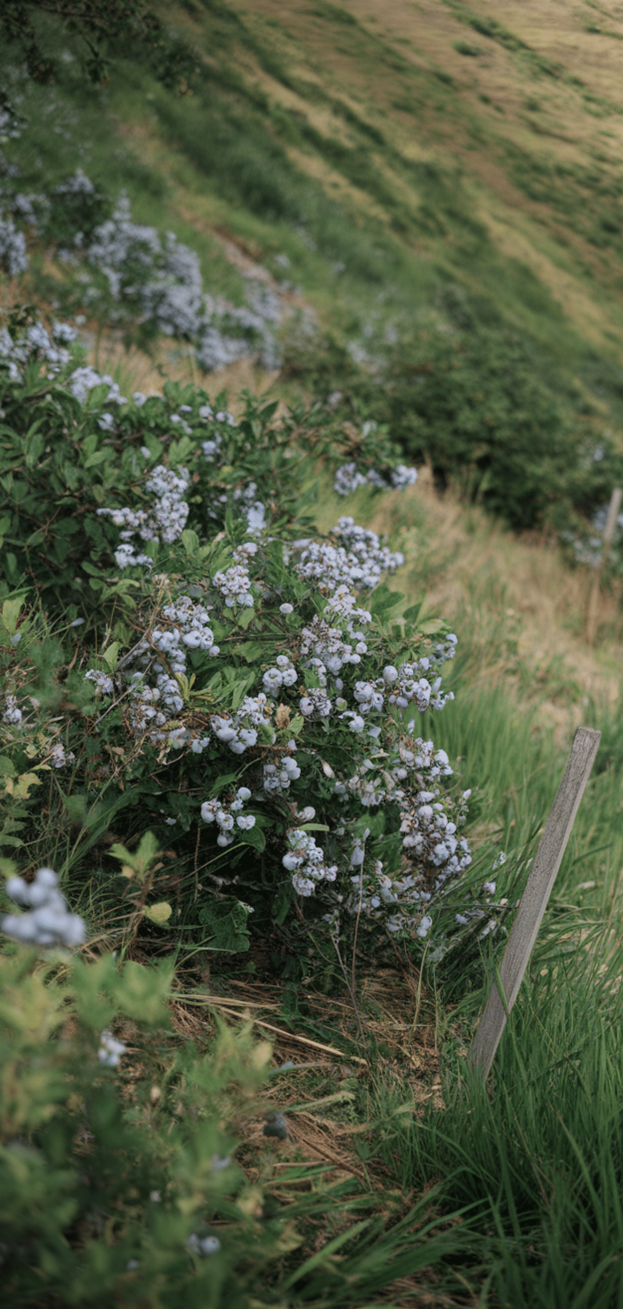 Best Places to Plant Blueberry Bushes