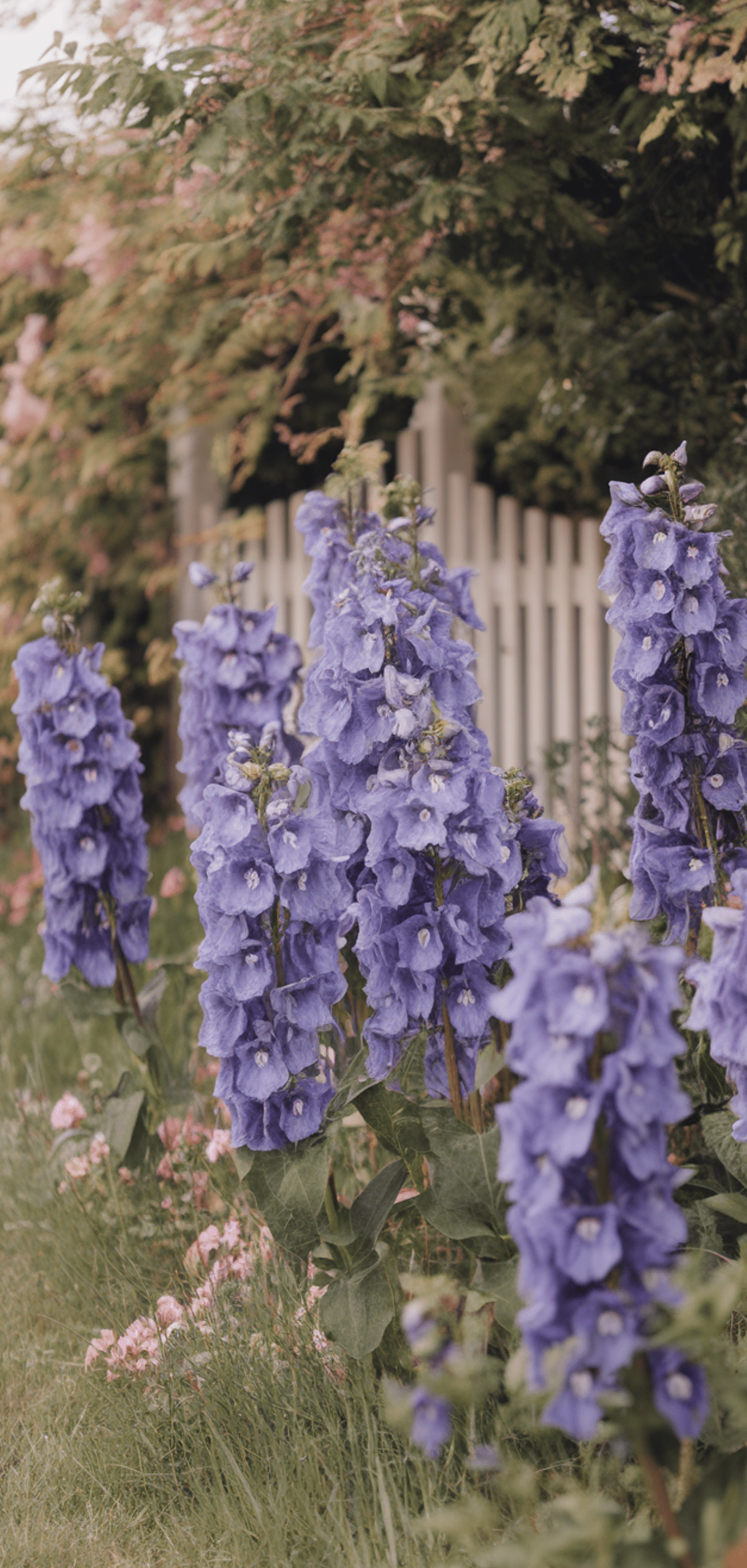 Easy Cottage Garden Flowers Ideas