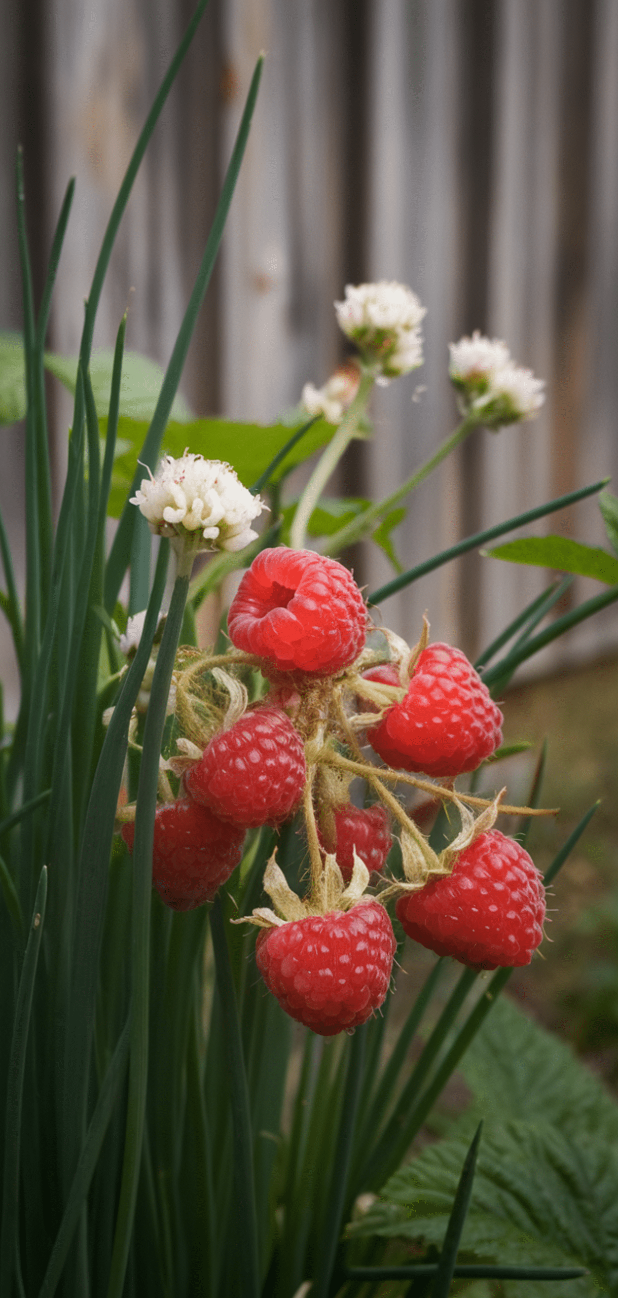Best Raspberries Companion Plants