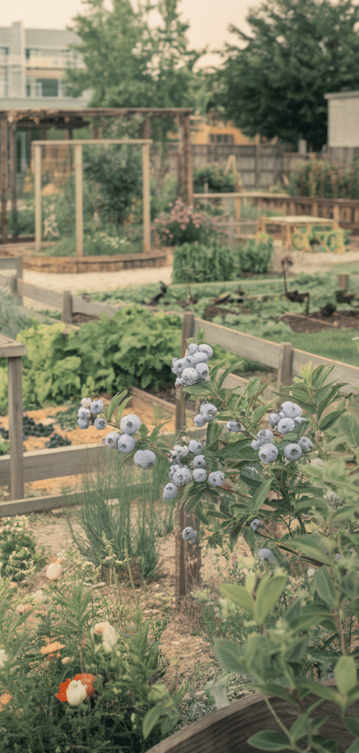 Best Places to Plant Blueberry Bushes