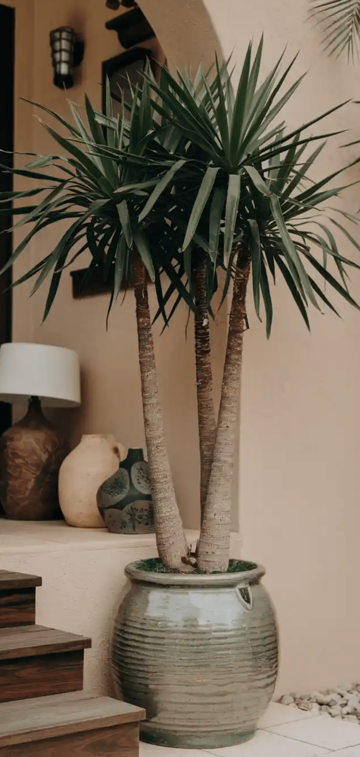 Beautiful Plants to Decorate your Home Entrance