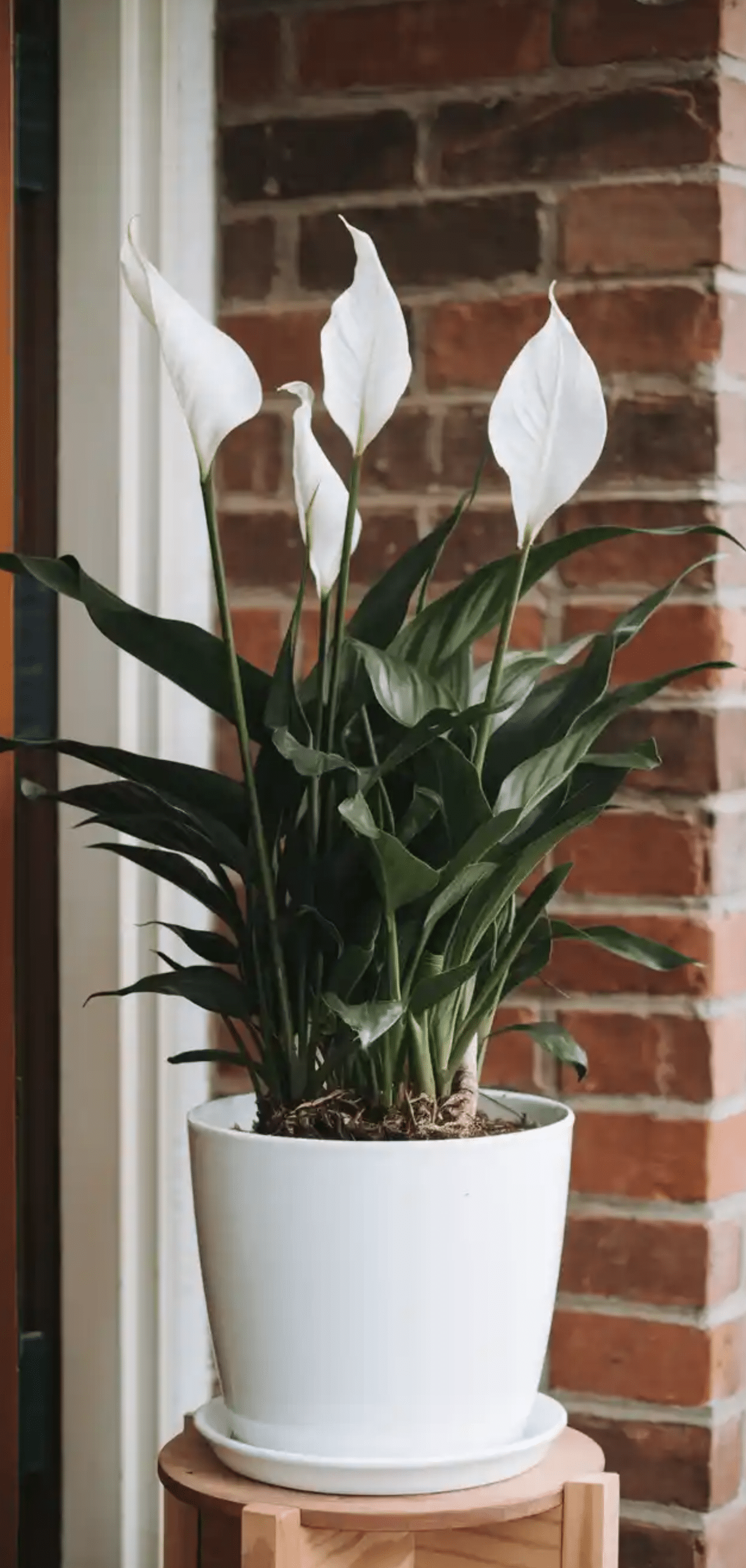 Beautiful Plants to Decorate your Home Entrance