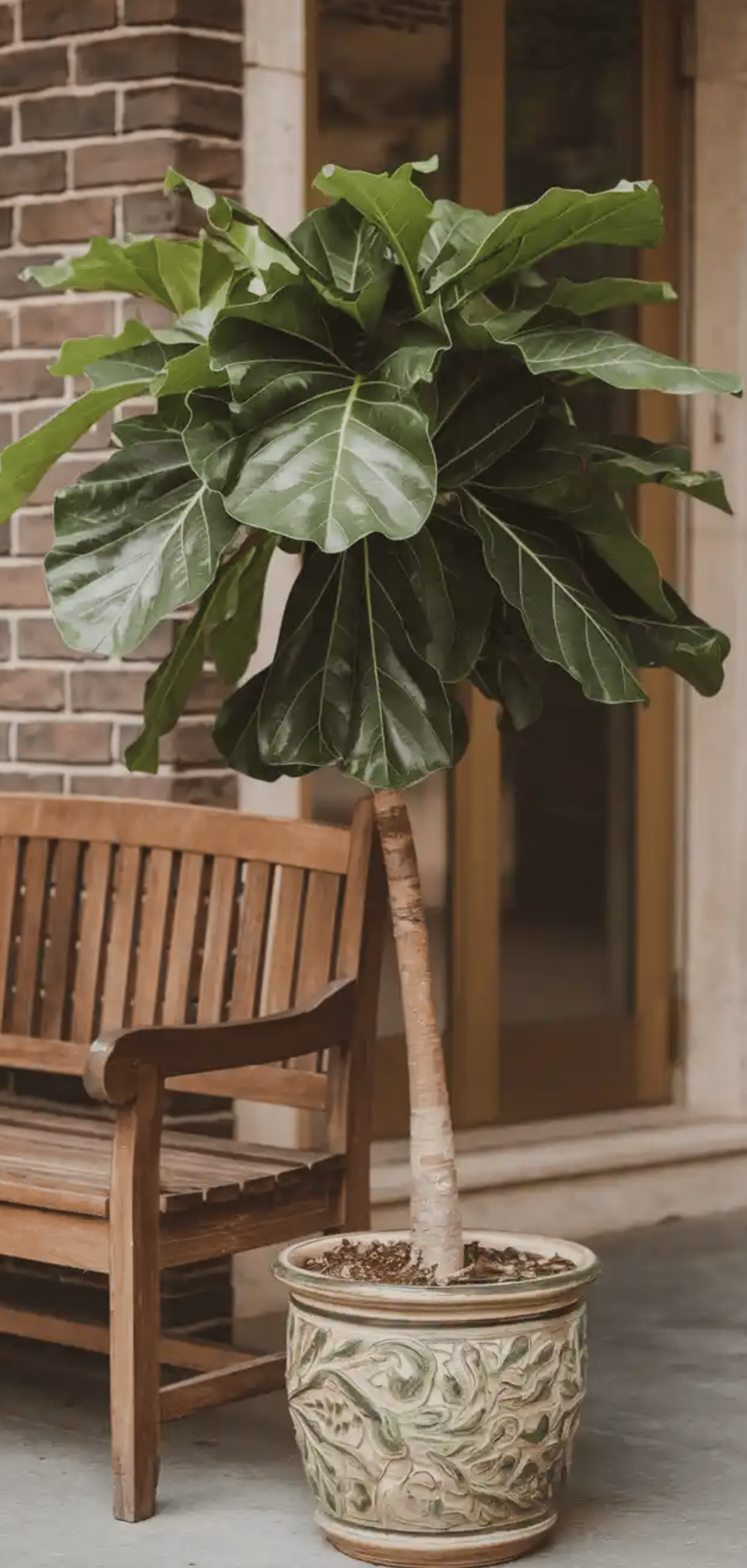 Beautiful Plants to Decorate your Home Entrance