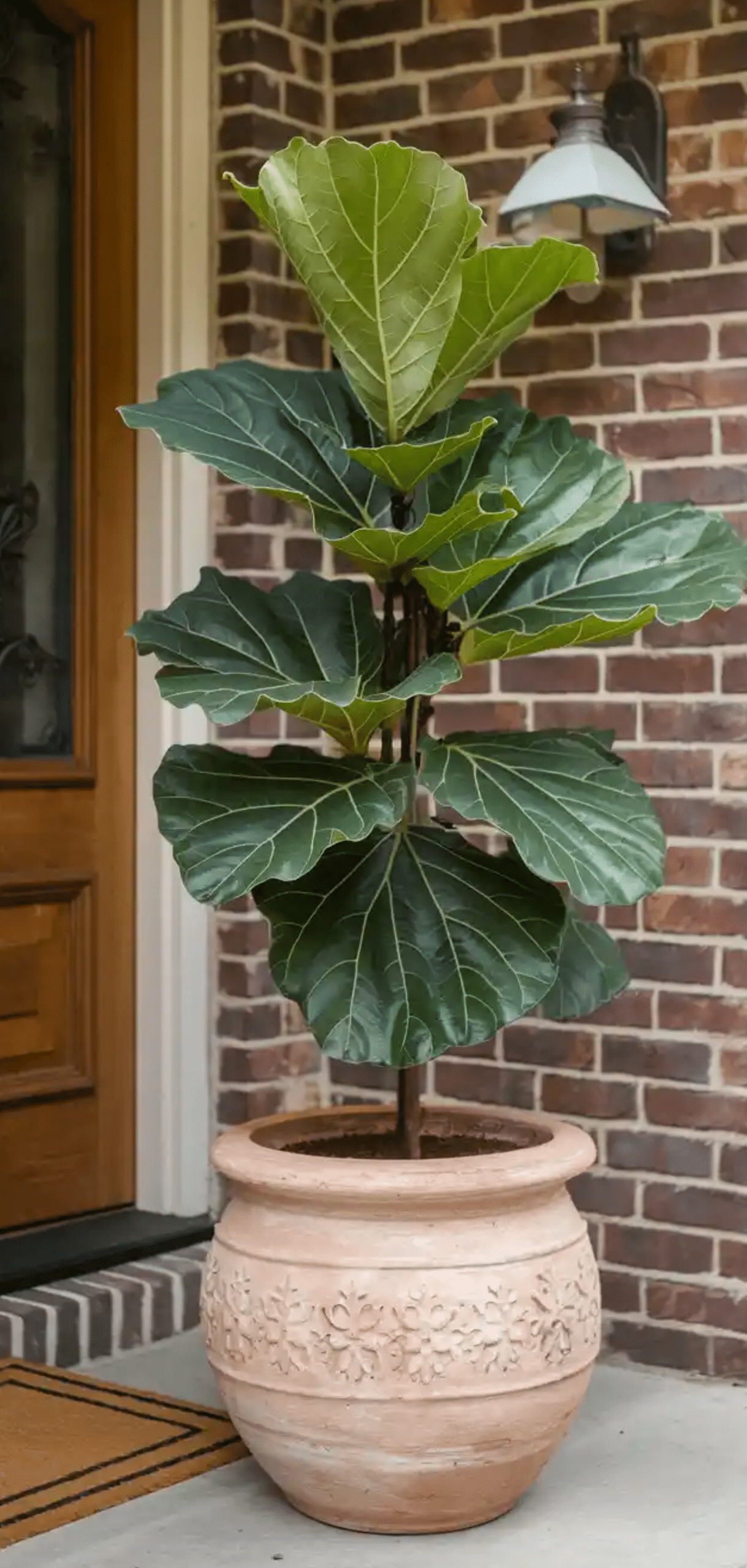 Beautiful Plants to Decorate your Home Entrance