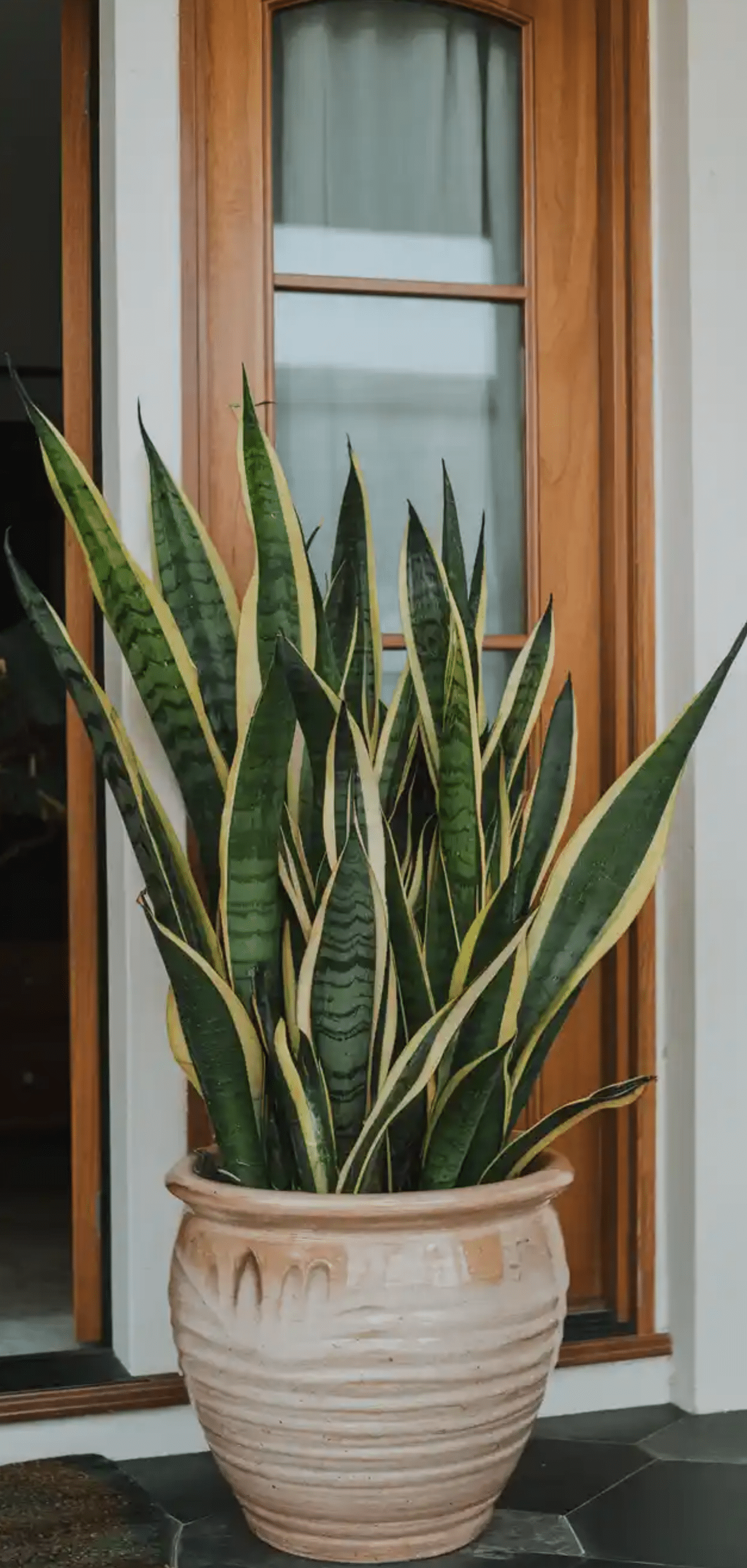 Beautiful Plants to Decorate your Home Entrance