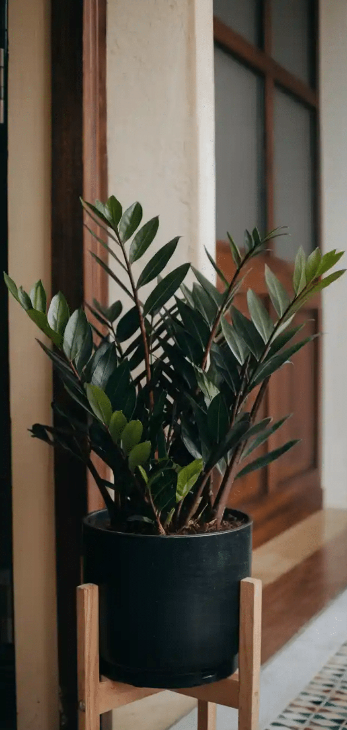 Beautiful Plants to Decorate your Home Entrance