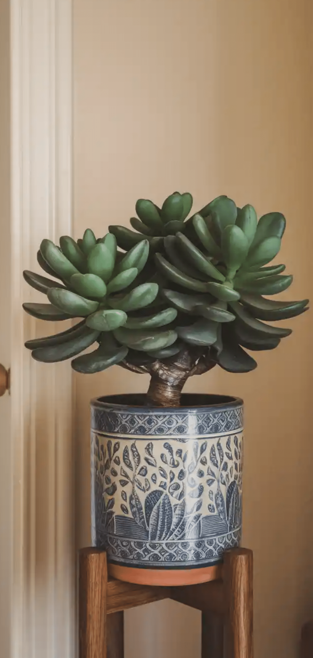 Beautiful Plants to Decorate your Home Entrance