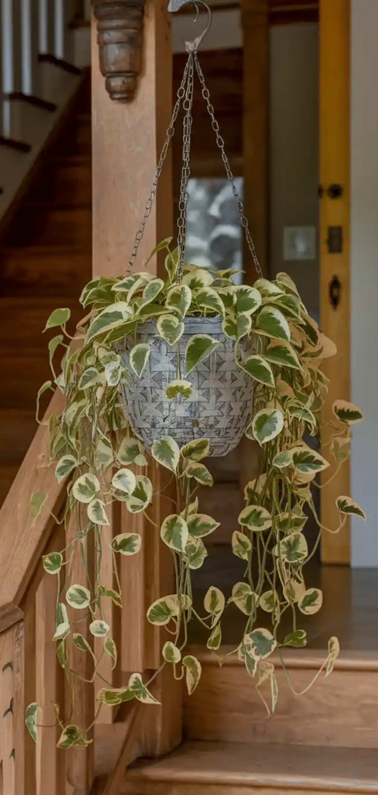 Beautiful Plants to Decorate your Home Entrance