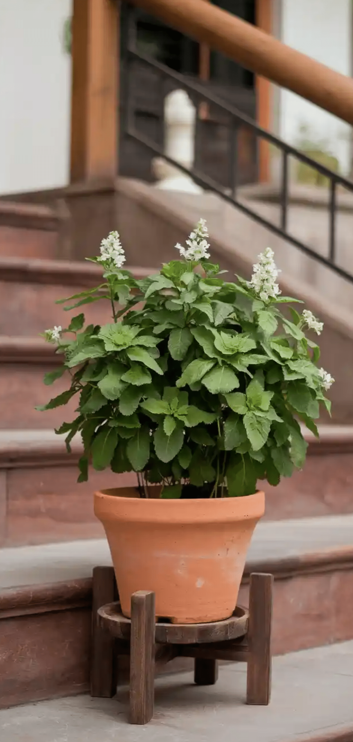 Beautiful Plants to Decorate your Home Entrance