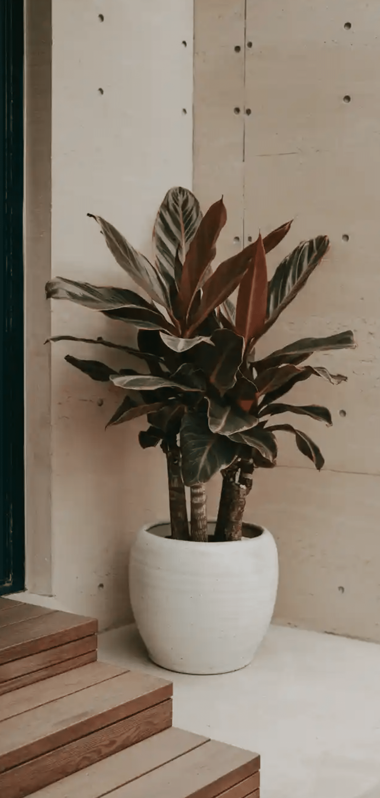 Beautiful Plants to Decorate your Home Entrance