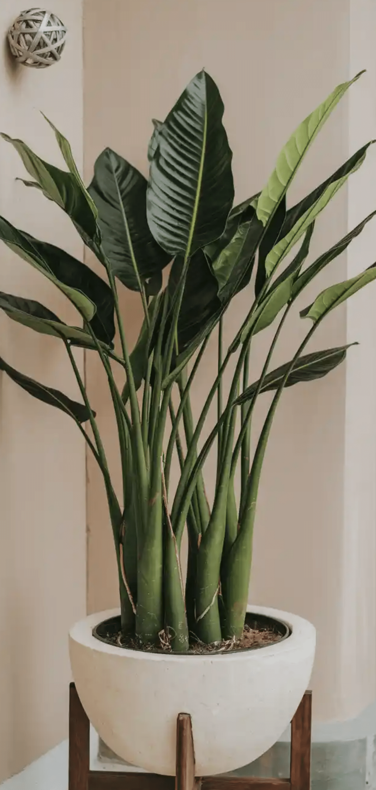 Beautiful Plants to Decorate your Home Entrance