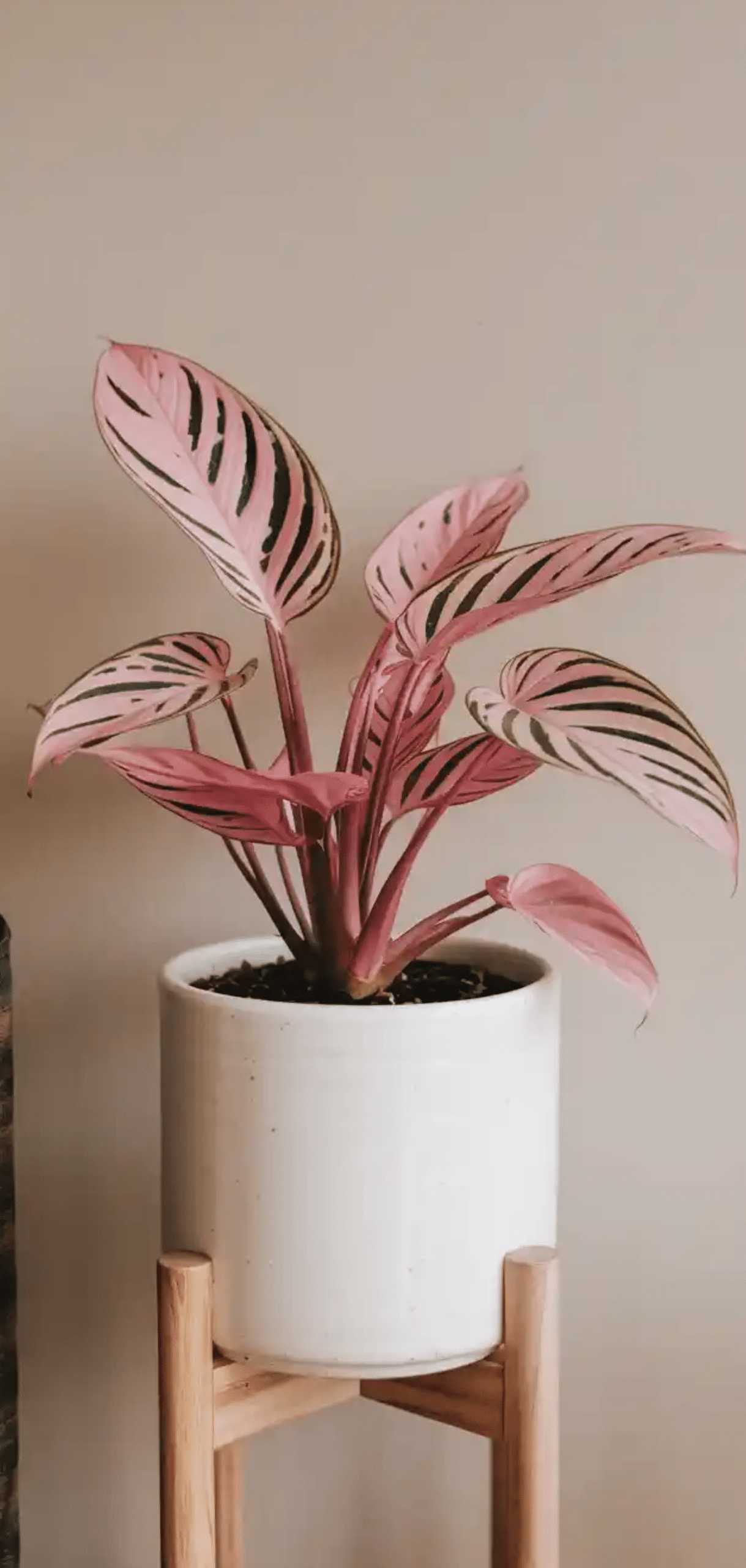 Beautiful Plants to Decorate your Home Entrance
