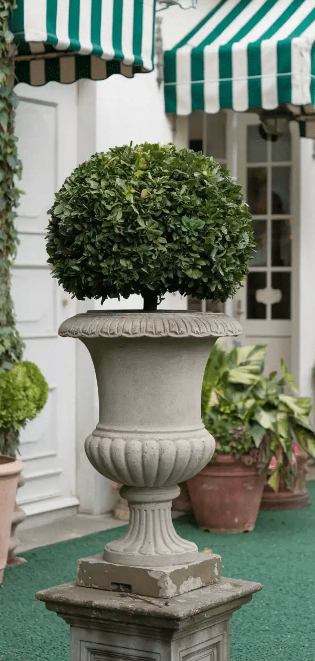 Beautiful Plants to Decorate your Home Entrance