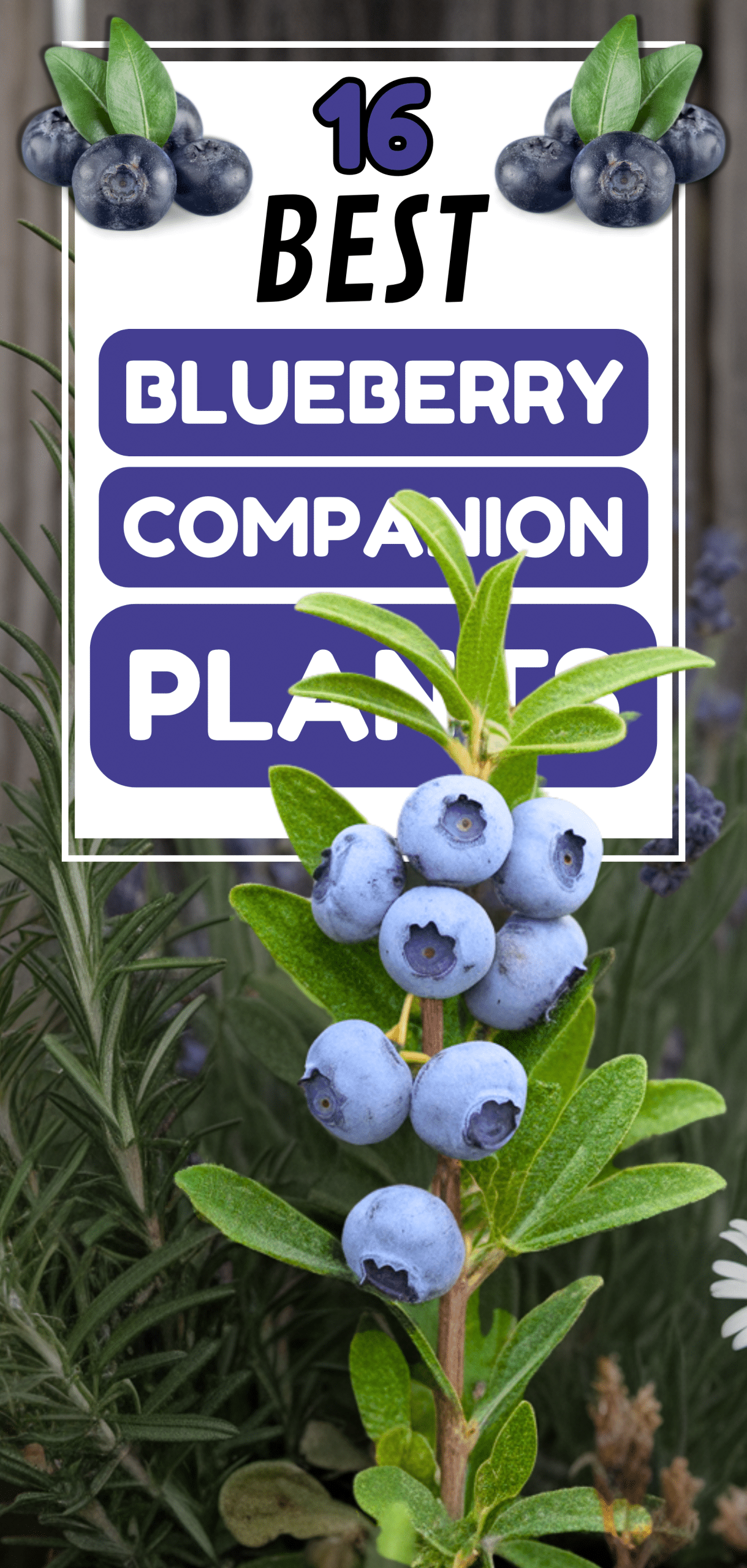 Best Blueberry Companion Plants