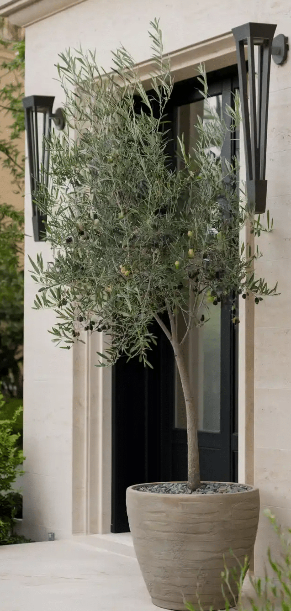 Beautiful Plants to Decorate your Home Entrance