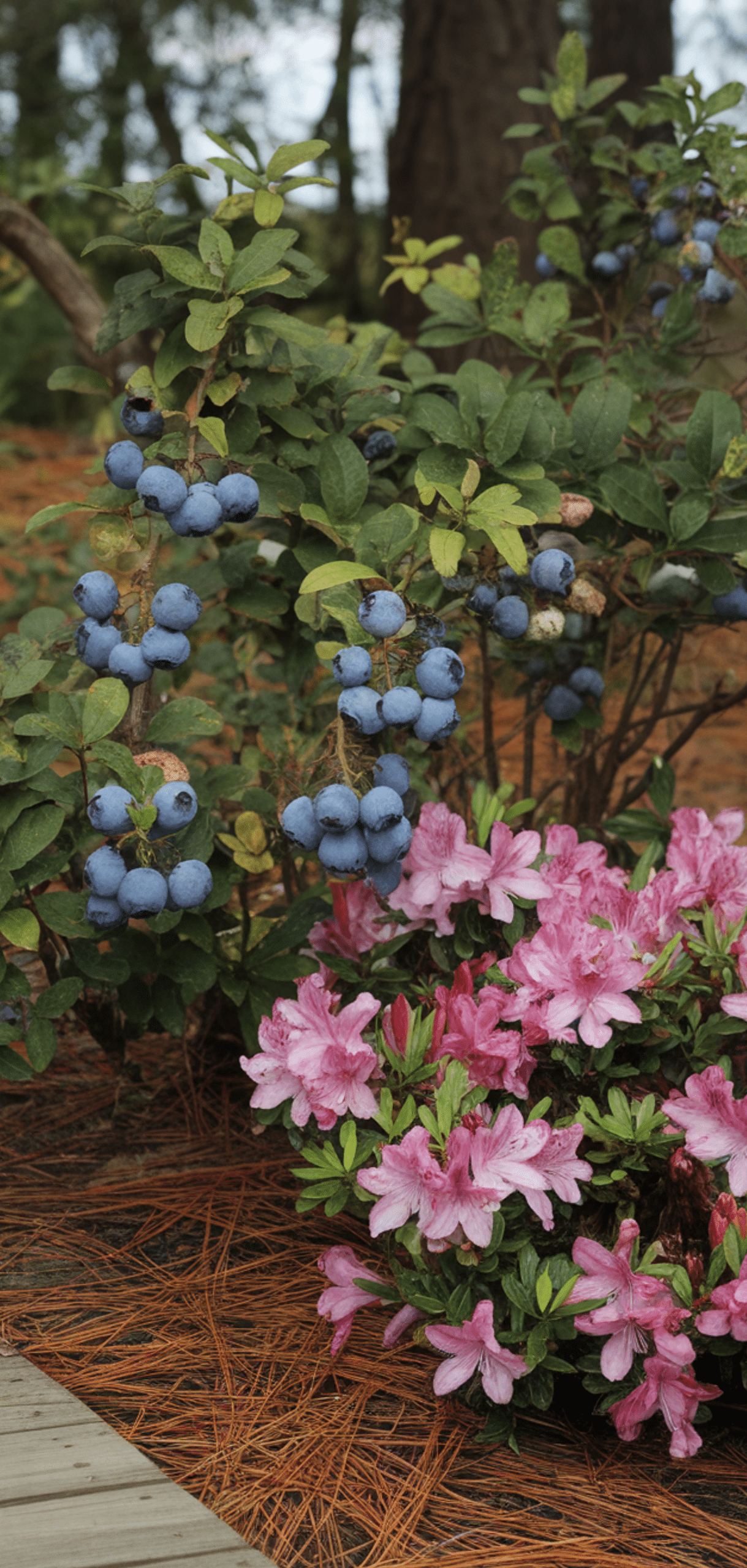Best Blueberry Companion Plants