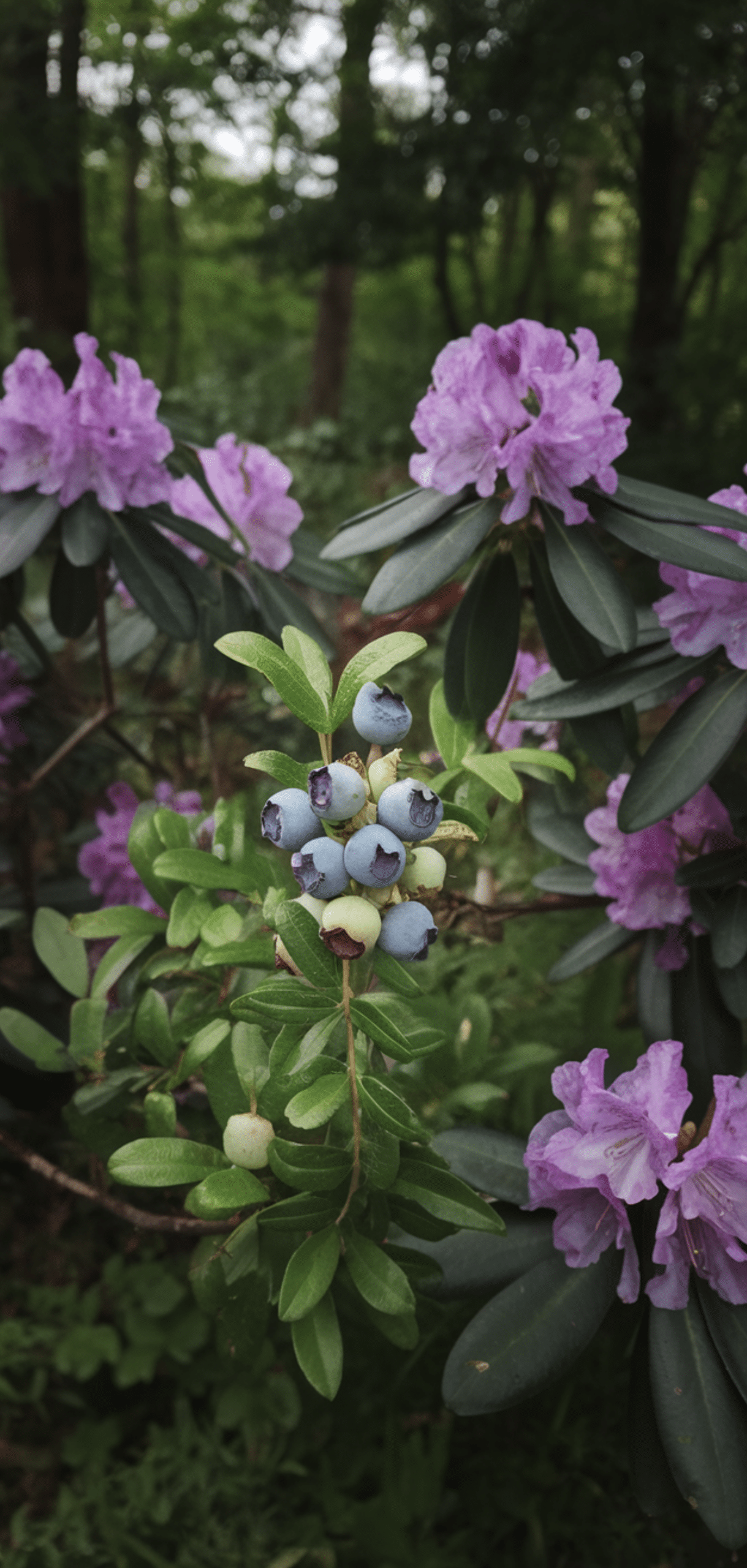 Best Blueberry Companion Plants